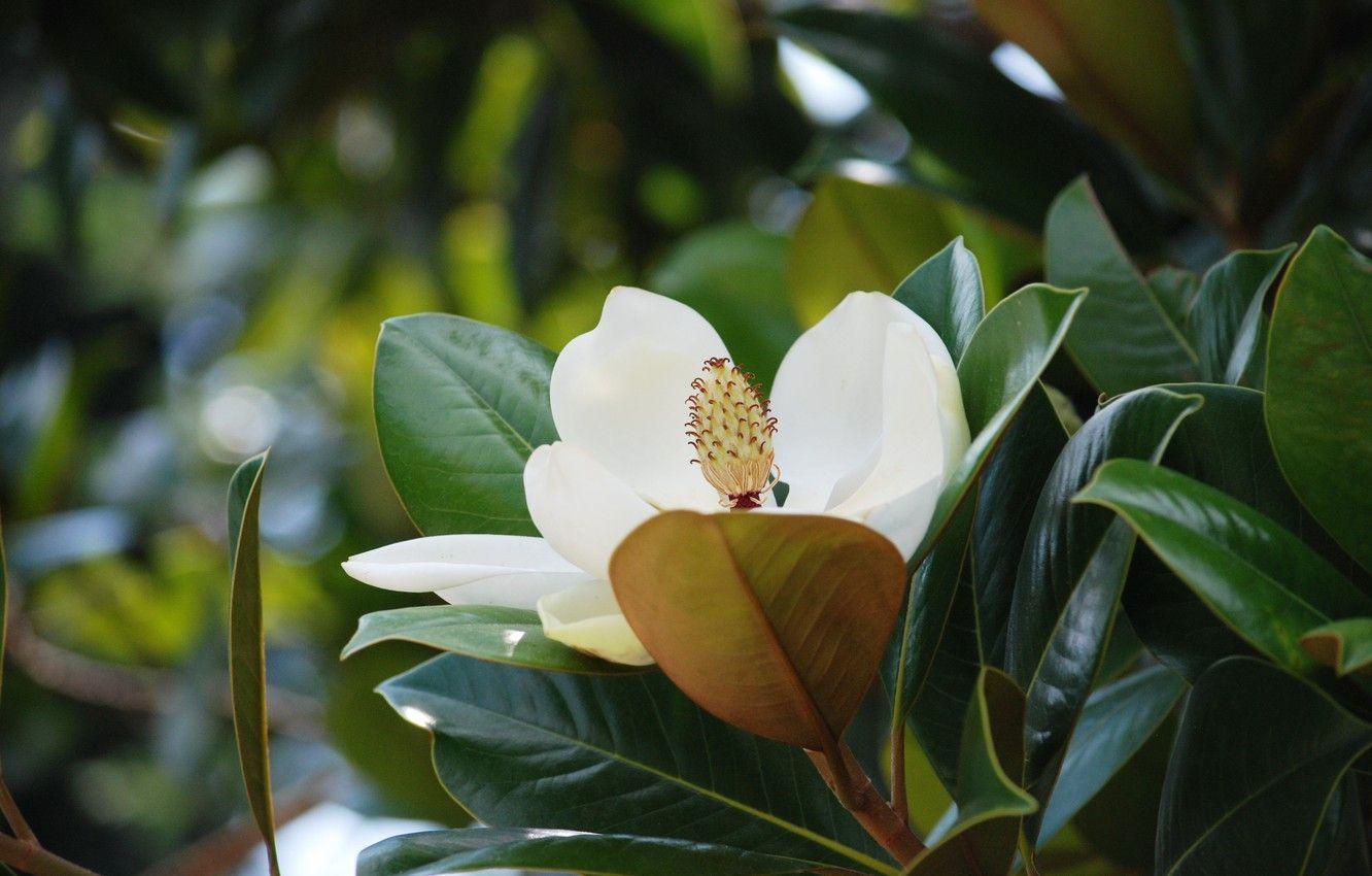 1332x850 Wallpaper Crimea, Magnolia, magnolia, Alushta, Magnolia flower