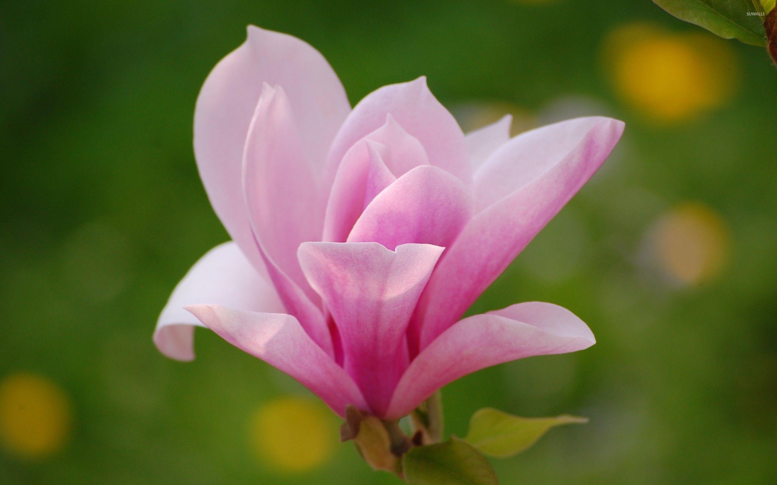 2560x1600 Free download Magnolia wallpaper Flower wallpaper 6416 2560x1600