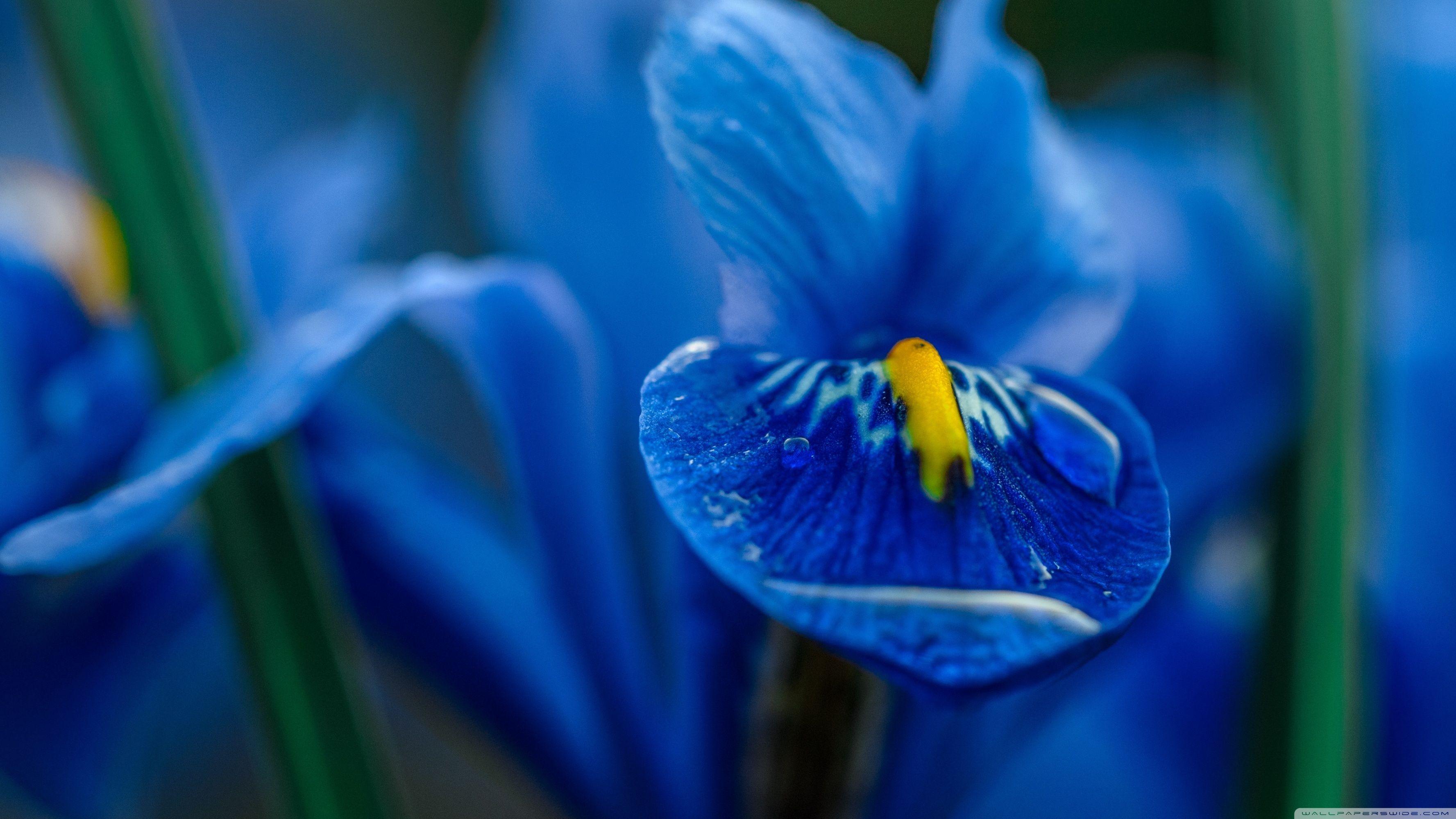 3554x1999 Blue Iris Flower Macro Ultra HD Desktop Background Wallpaper