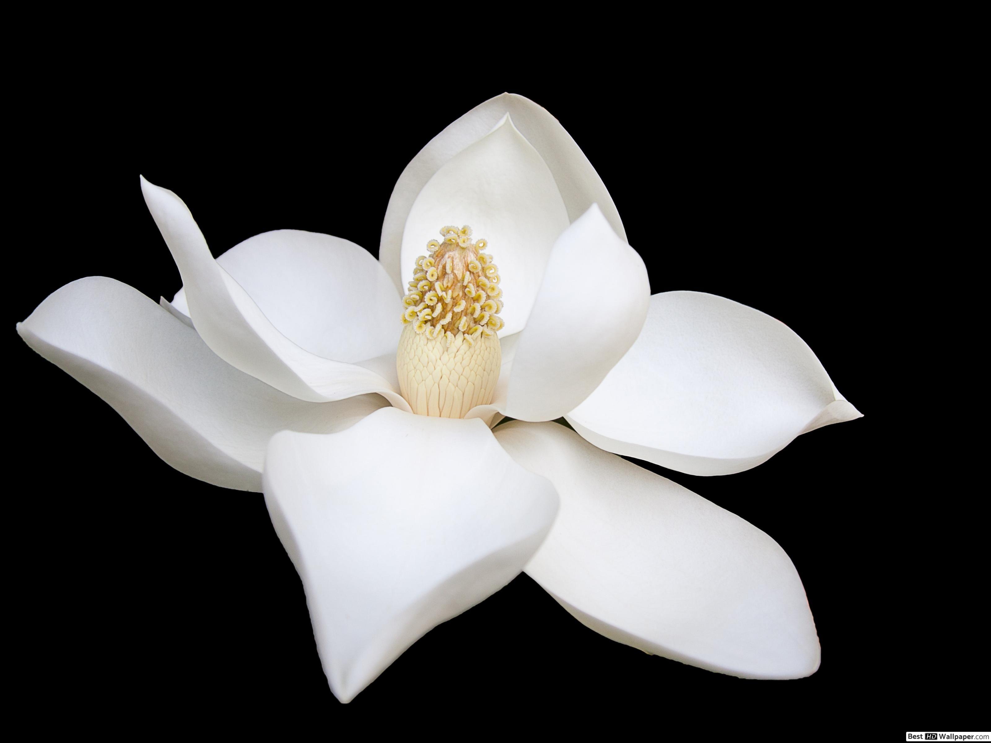 Magnolia Flower Wallpapers - Top Free Magnolia Flower Backgrounds