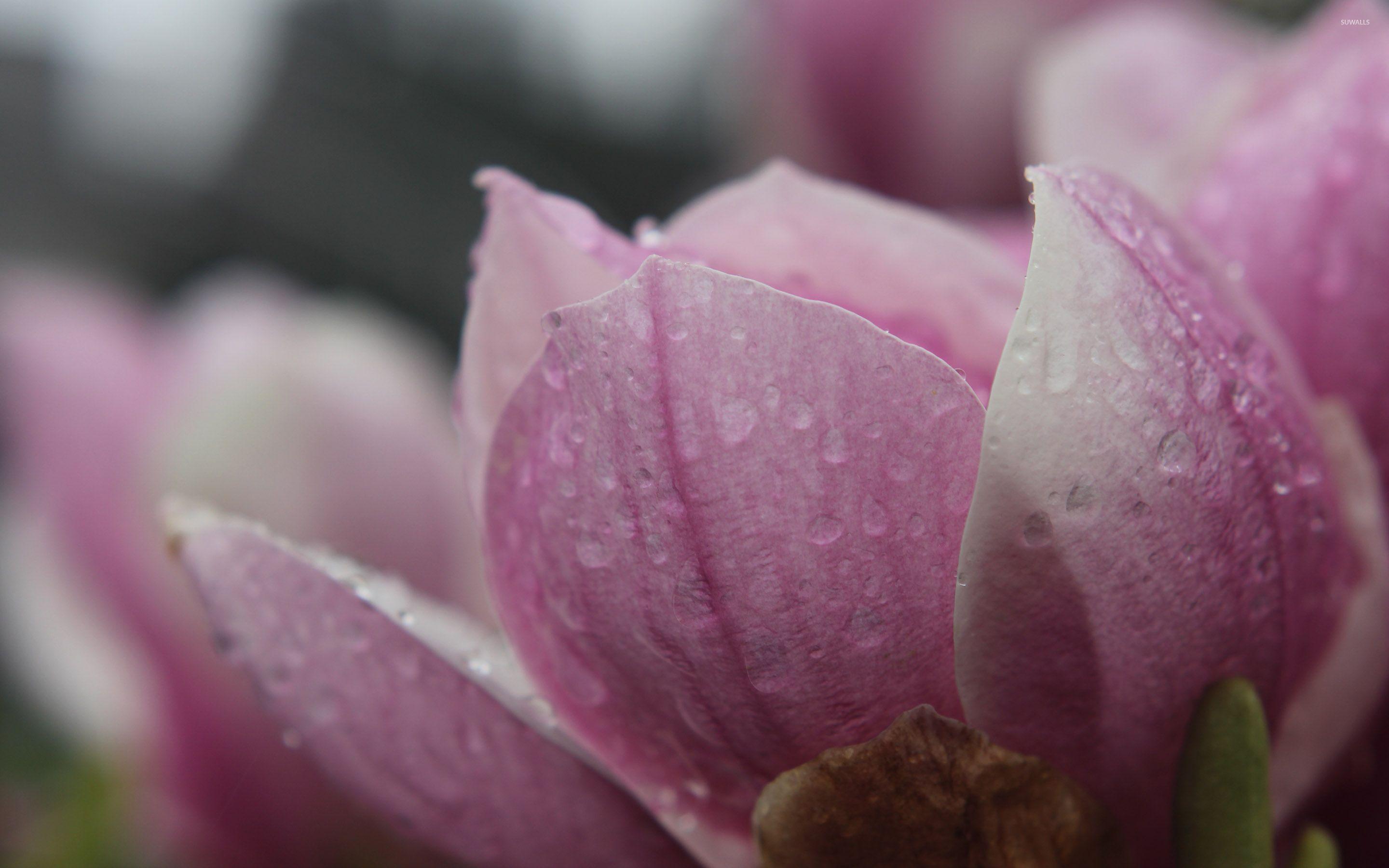 2880x1800 Wet magnolia wallpaper wallpaper