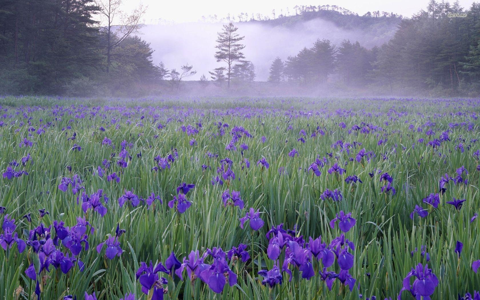 1680x1050 Free download Foggy purple irises wallpaper [1680x1050]