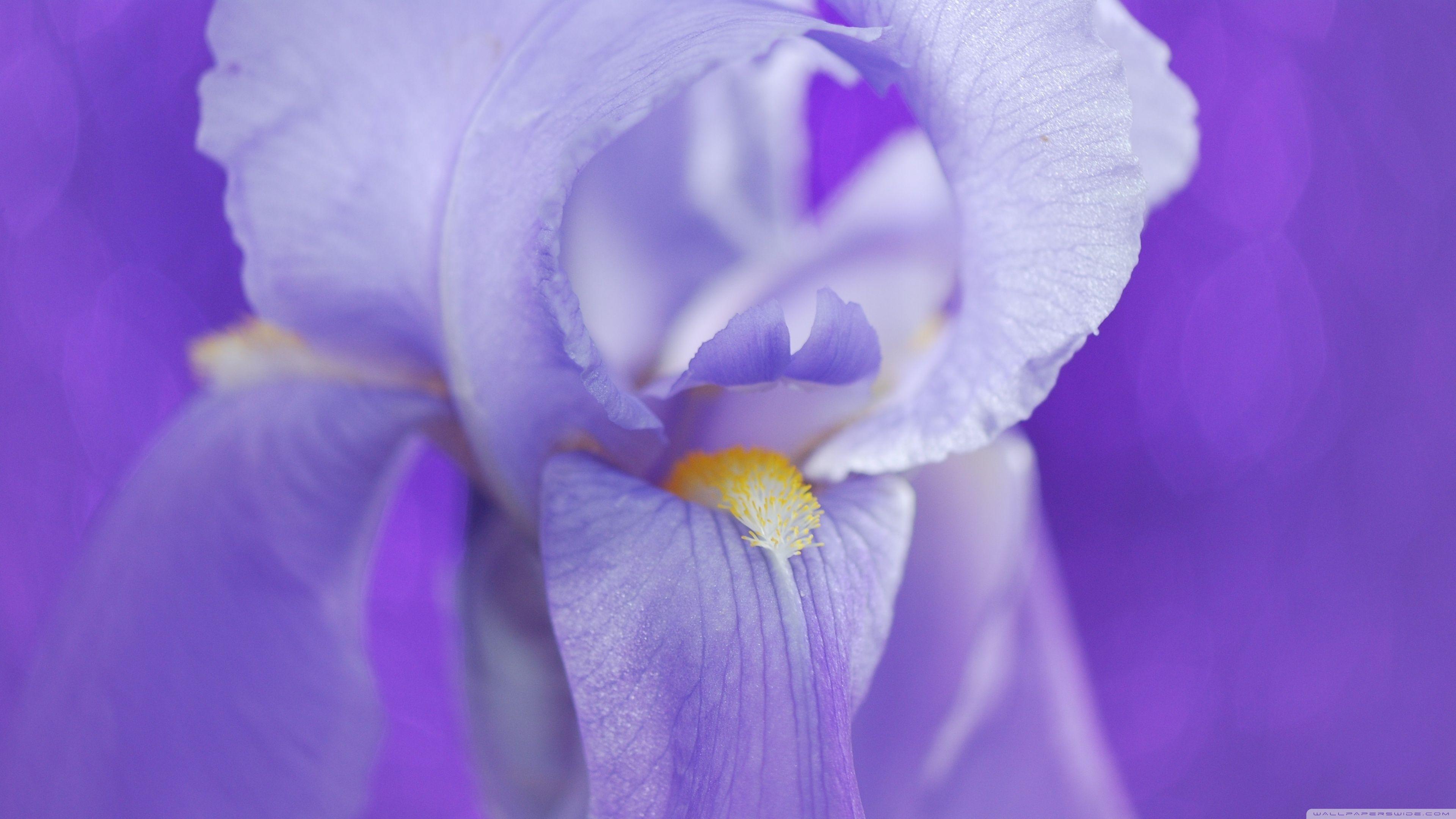 3840x2160 Iris Flower Ultra HD Desktop Background Wallpaper for 4K UHD TV