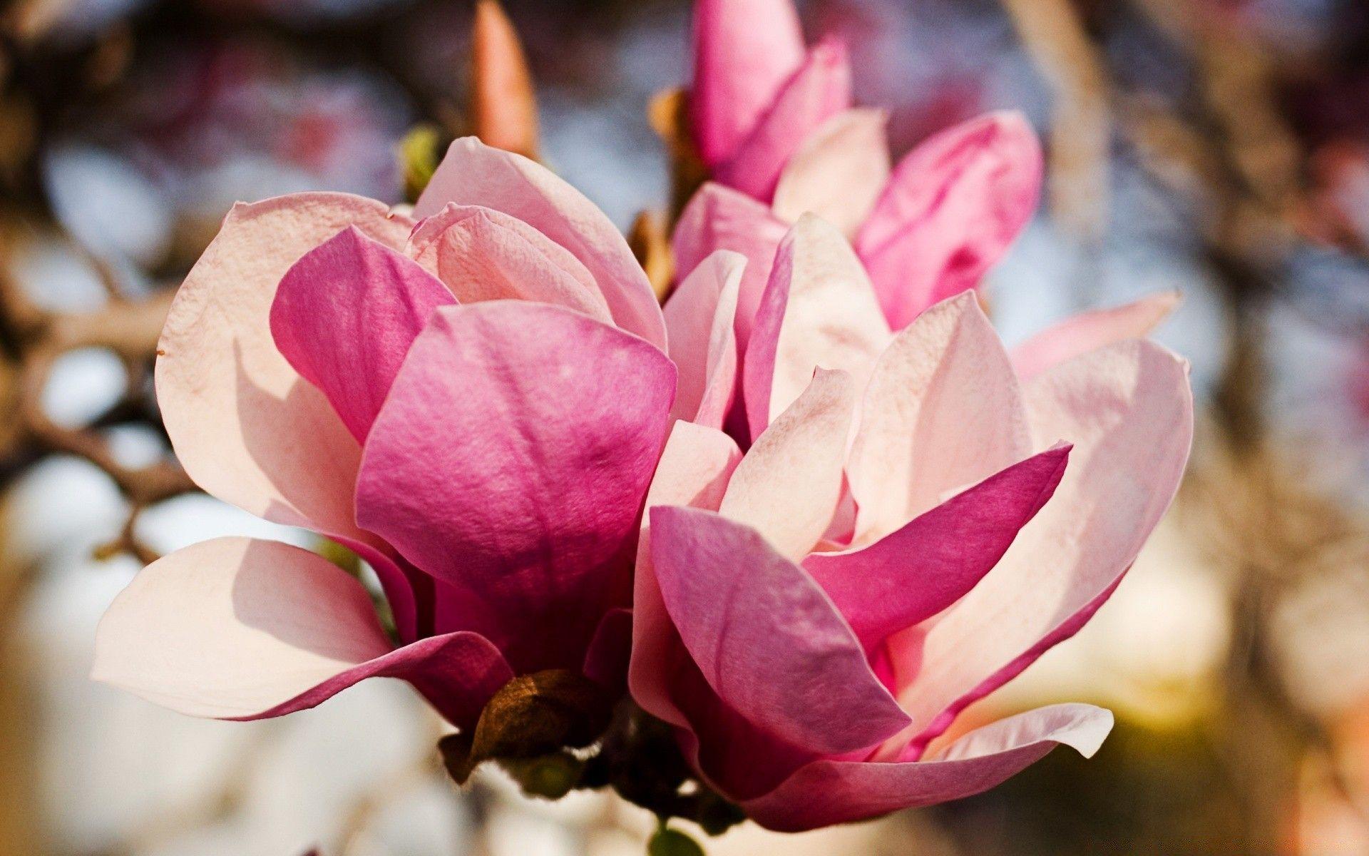 1920x1200 Pink Magnolia Flower
