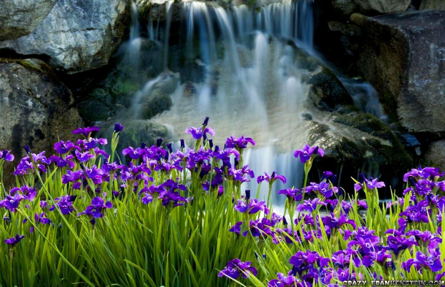 Iris Flower Wallpapers Top Free Iris Flower Backgrounds WallpaperAccess