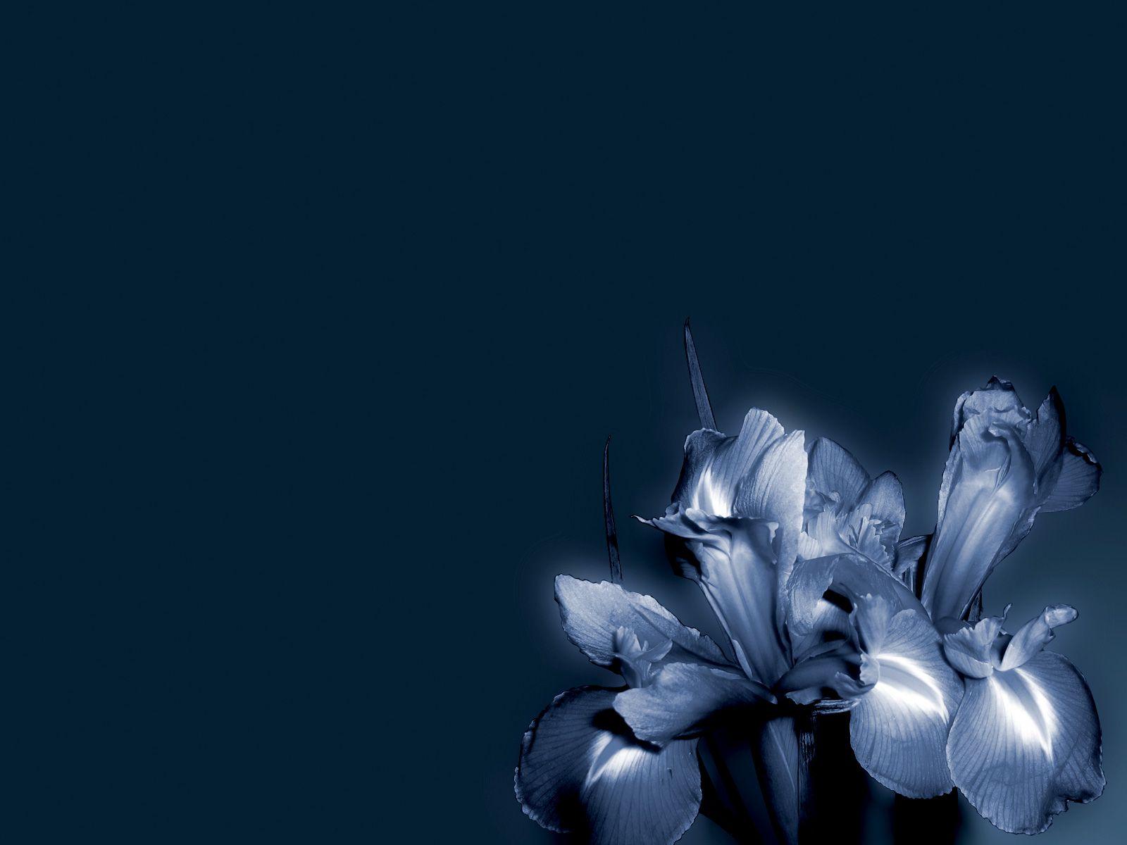 1600x1200 Blue flower wallpaper. Blue flower