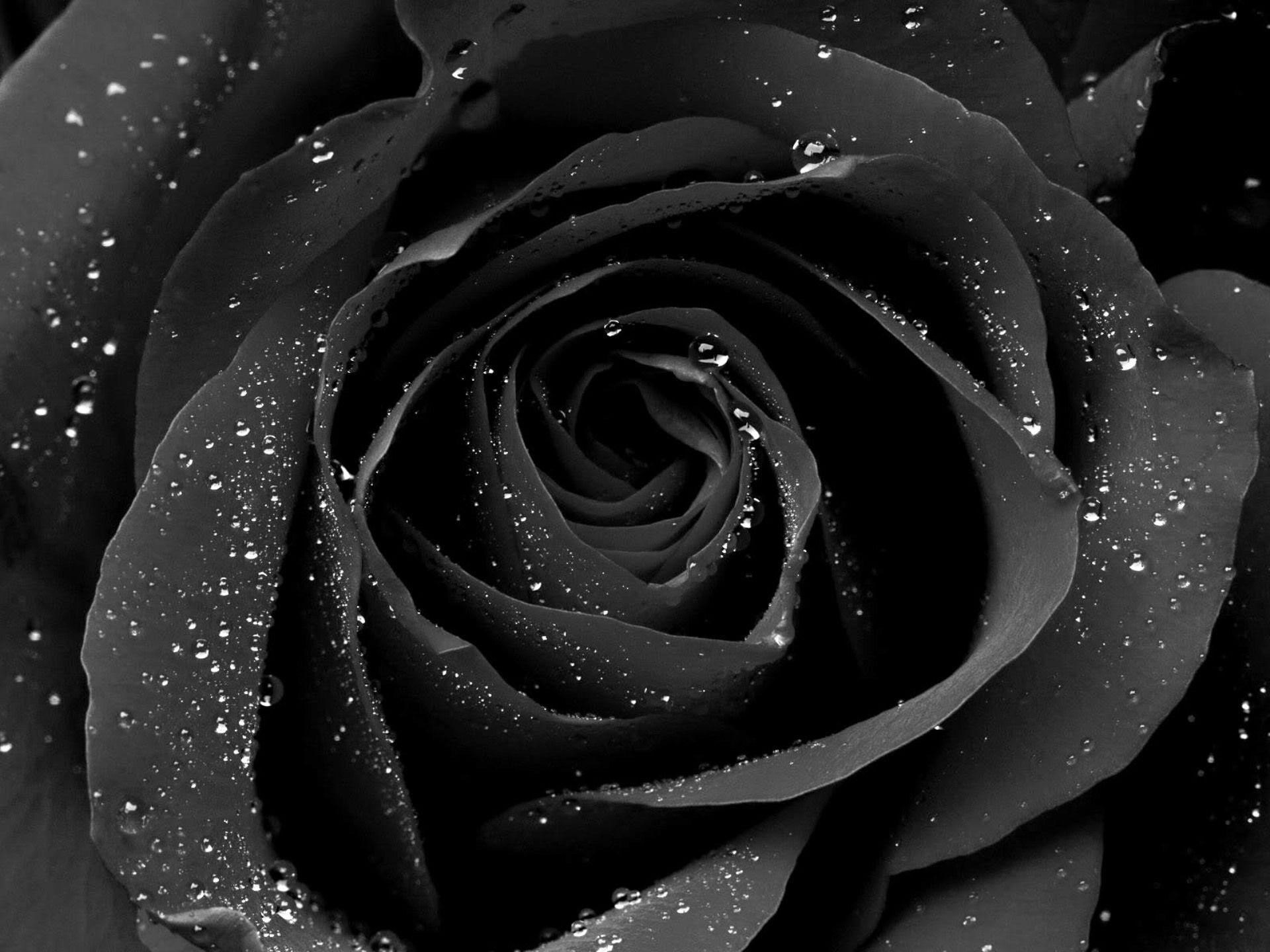 1920x1440 Best Black Rose, HD Black Rose