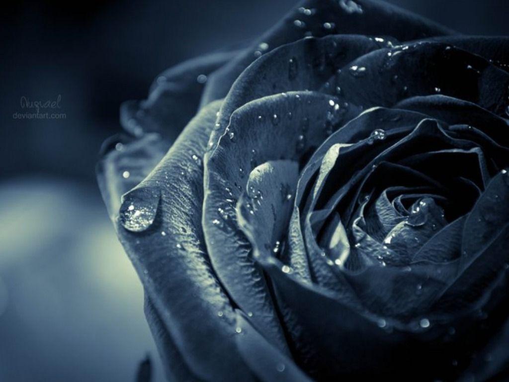 1024x768 Free download Black Rose Wallpaper HD Picture One HD Wallpaper