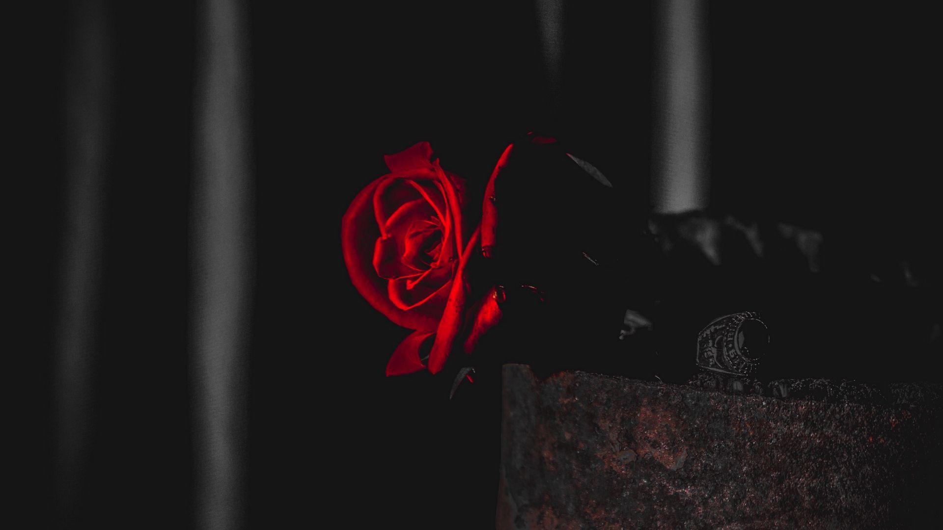 1920x1080 Wallpaper Rose, Red, Black, Contrast, Flower Roses