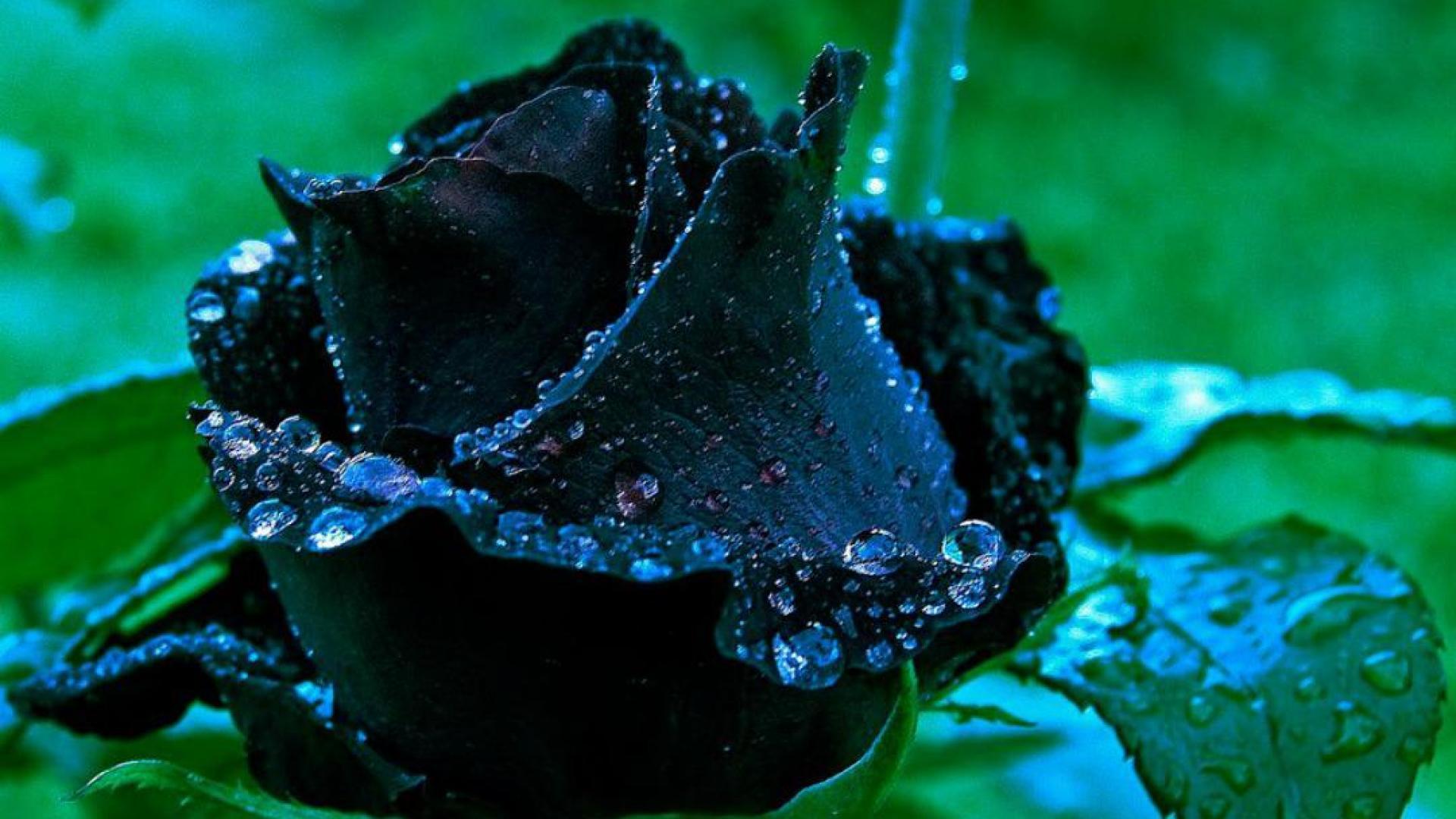 1920x1080 Black Rose Wallpaper HD