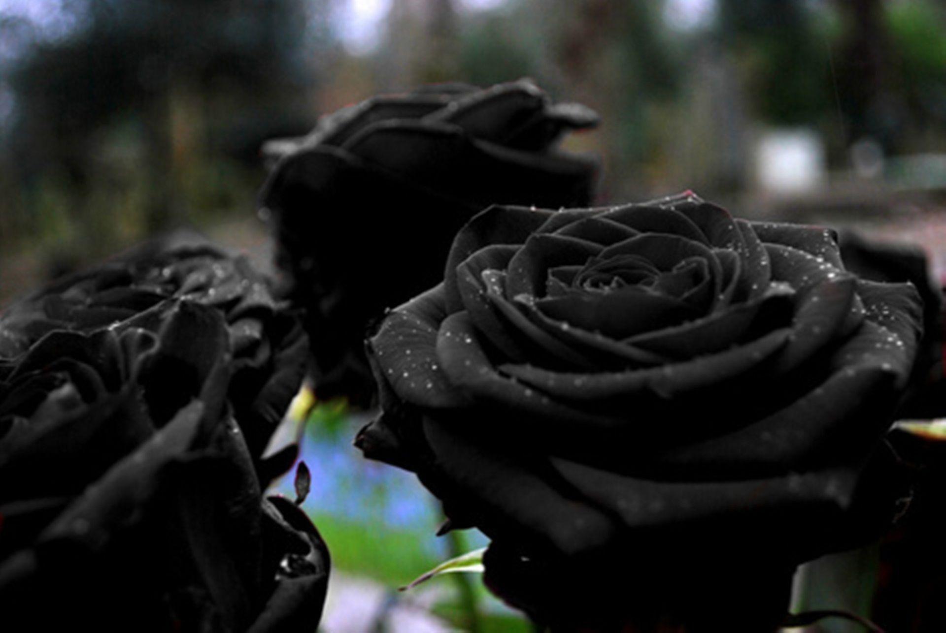 1920x1286 Black Rose HD Background Wallpaper Download Resolution 4K