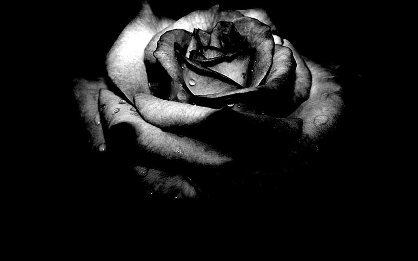 1440x900 Black Rose Wallpaper > Heart Black Rose