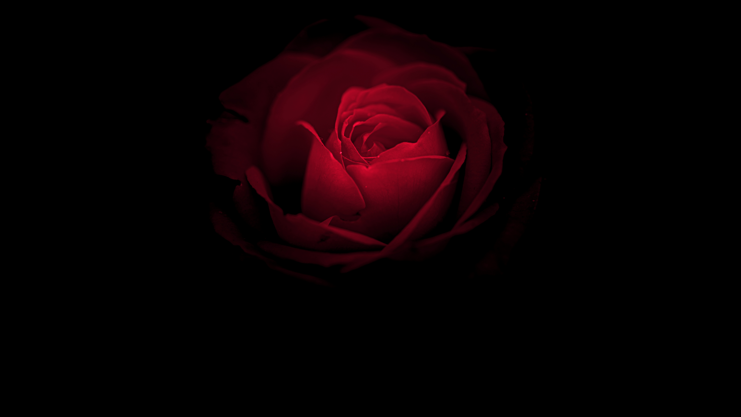 2560x1440 Wallpaper Rose flower, Red Rose, Huawei Mate RS, Porsche Design