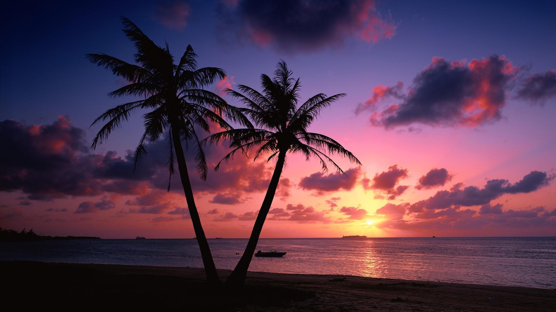 Palm Tree Sunset Wallpapers - Top Free Palm Tree Sunset Backgrounds