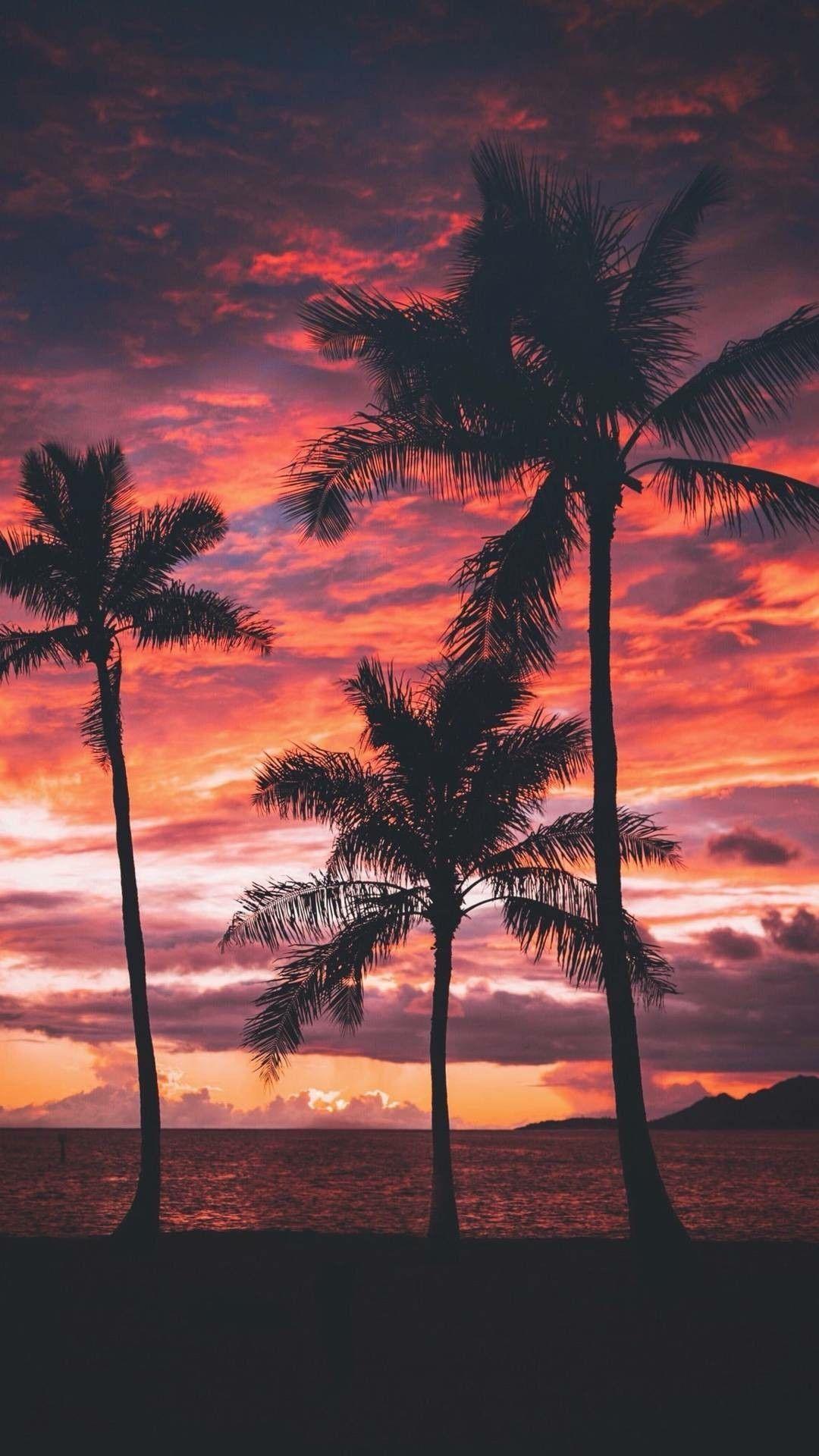 Palm Tree Sunset Wallpapers Top Free Palm Tree Sunset Backgrounds Wallpaperaccess