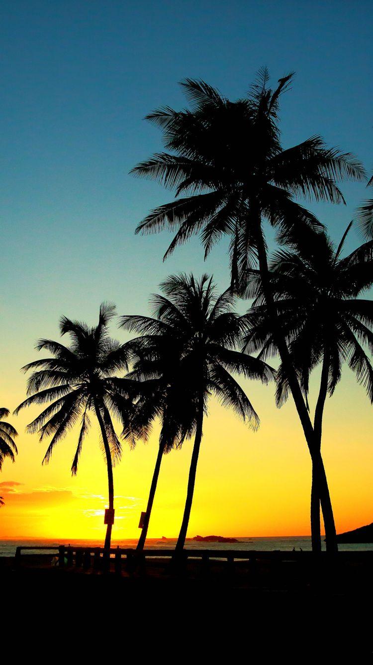 Palm Tree Sunset Wallpapers - Top Free Palm Tree Sunset Backgrounds ...