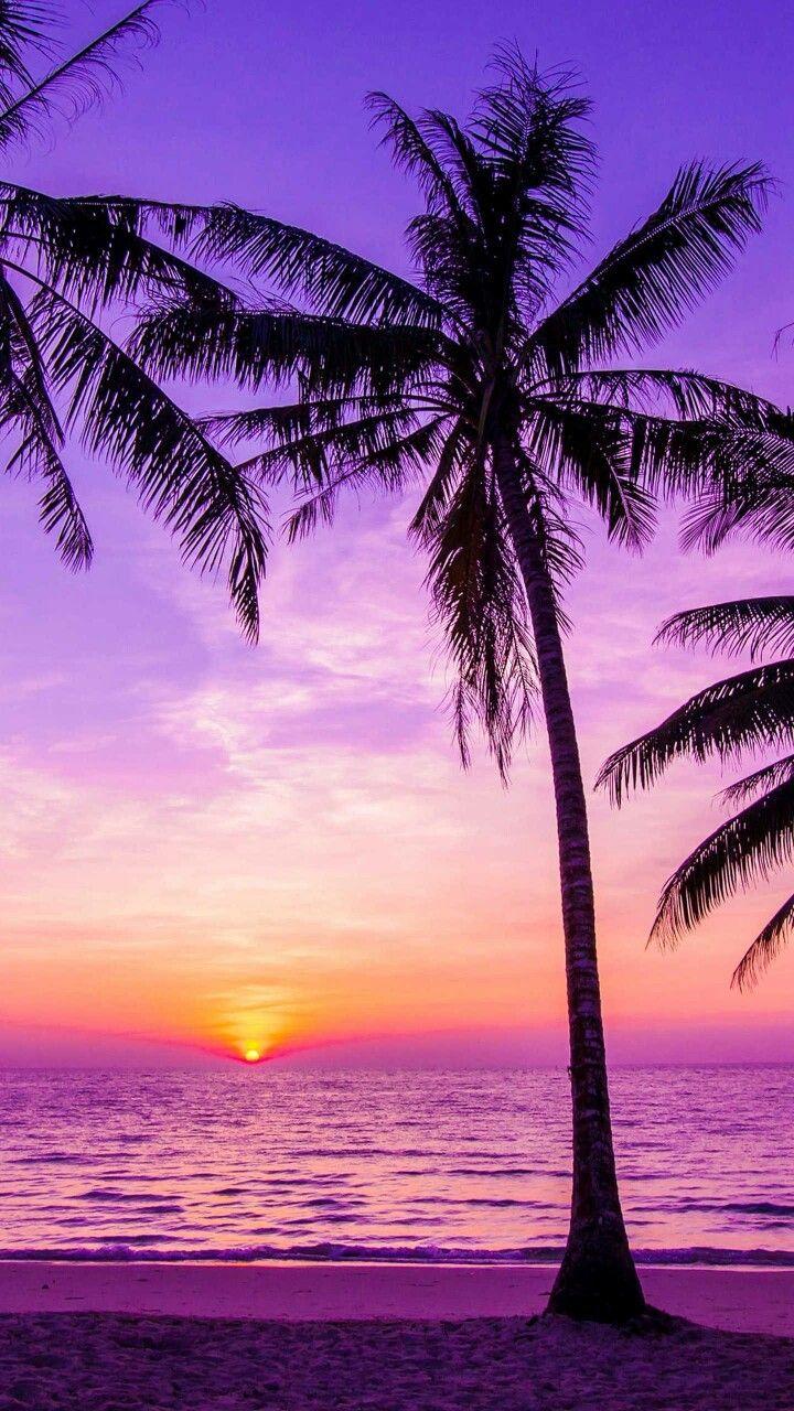 Featured image of post Aesthetic Palm Tree Wallpaper Sunset