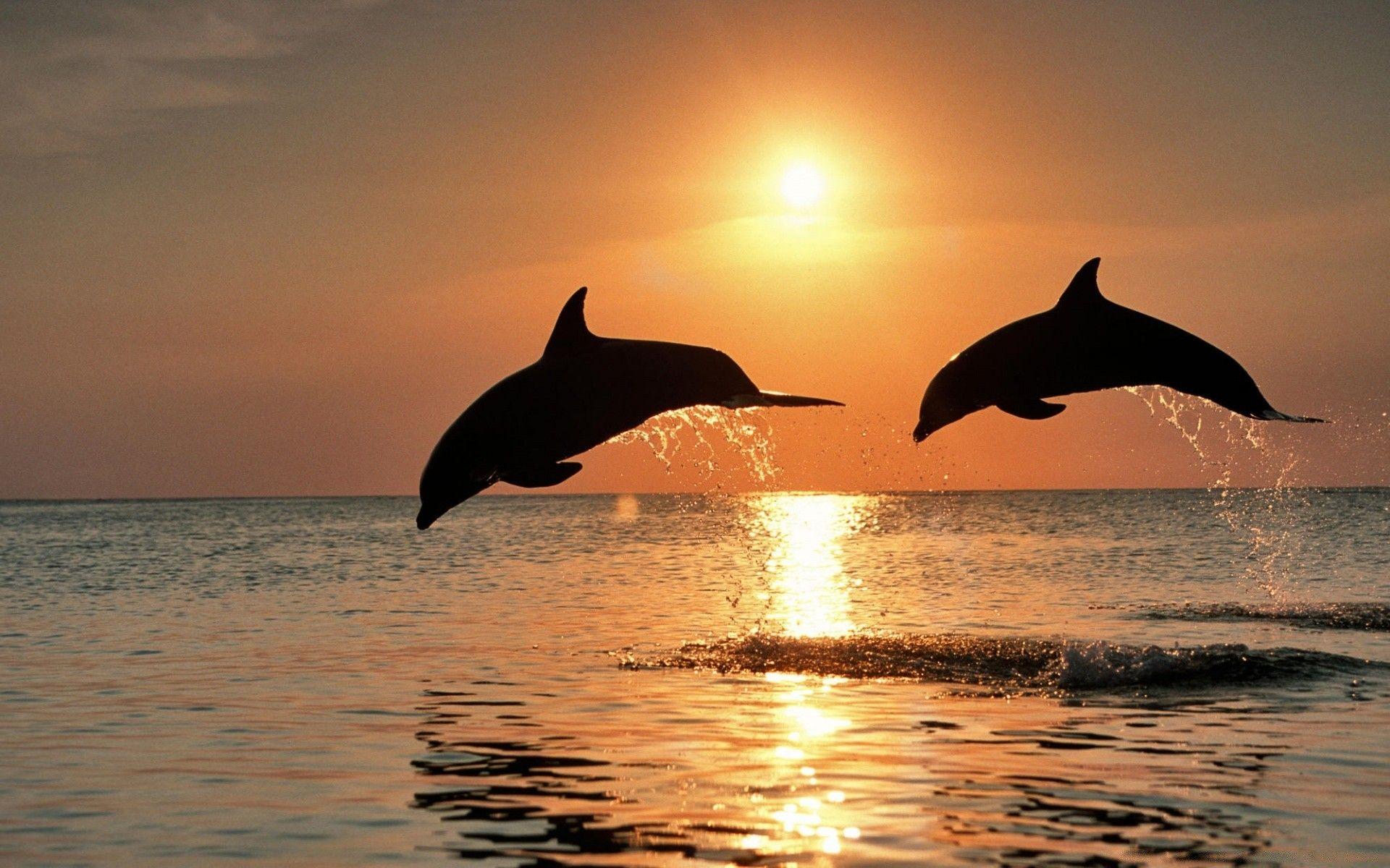1920x1200 Bottlenose Dolphin Jumping At Sunset Caribbean Honduras