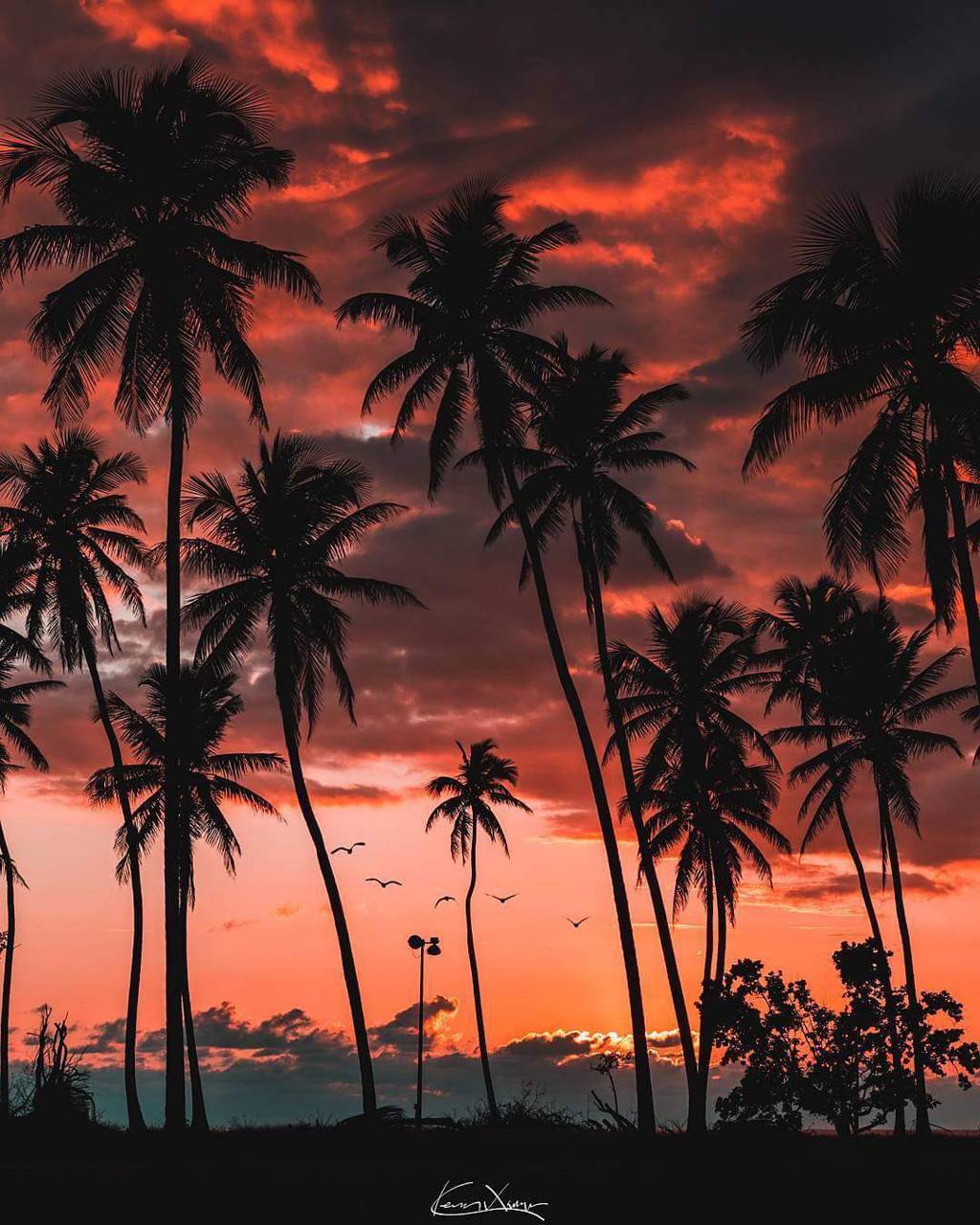 Palm Tree Sunset Wallpapers - Top Free Palm Tree Sunset Backgrounds