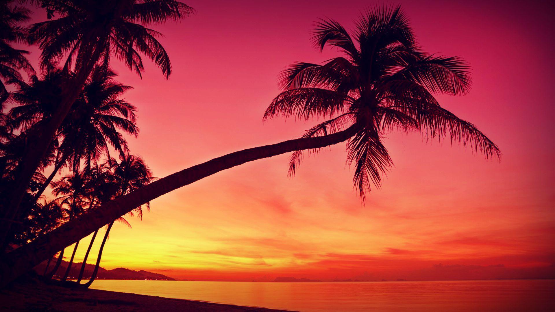 Sea Palm Tree Beach Colorful Sky Sunset Images Summer Hd Wallpaper   Wallpapers13com