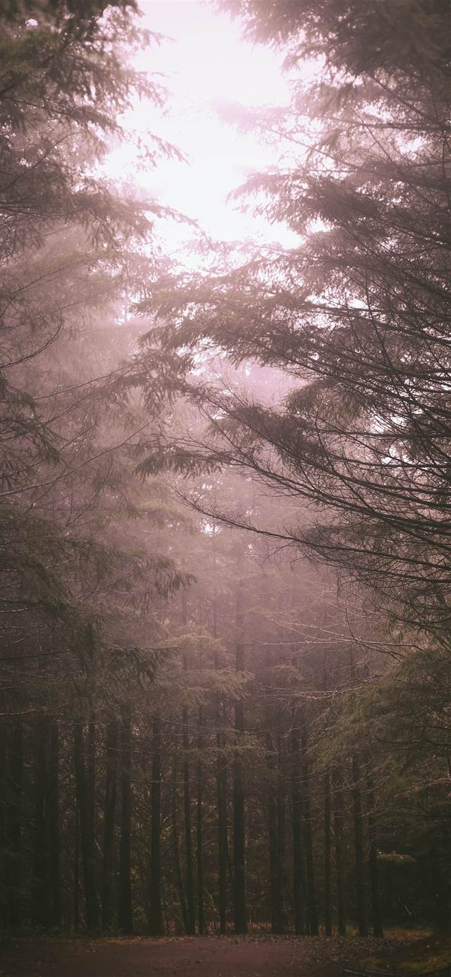 640x1386 Popular mist Phone Wallpaper Free HD Download