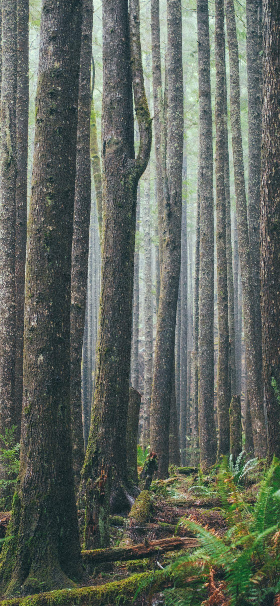 1125x2436 Ecola State Park Cannon Beach United States iPhone Wallpaper Free
