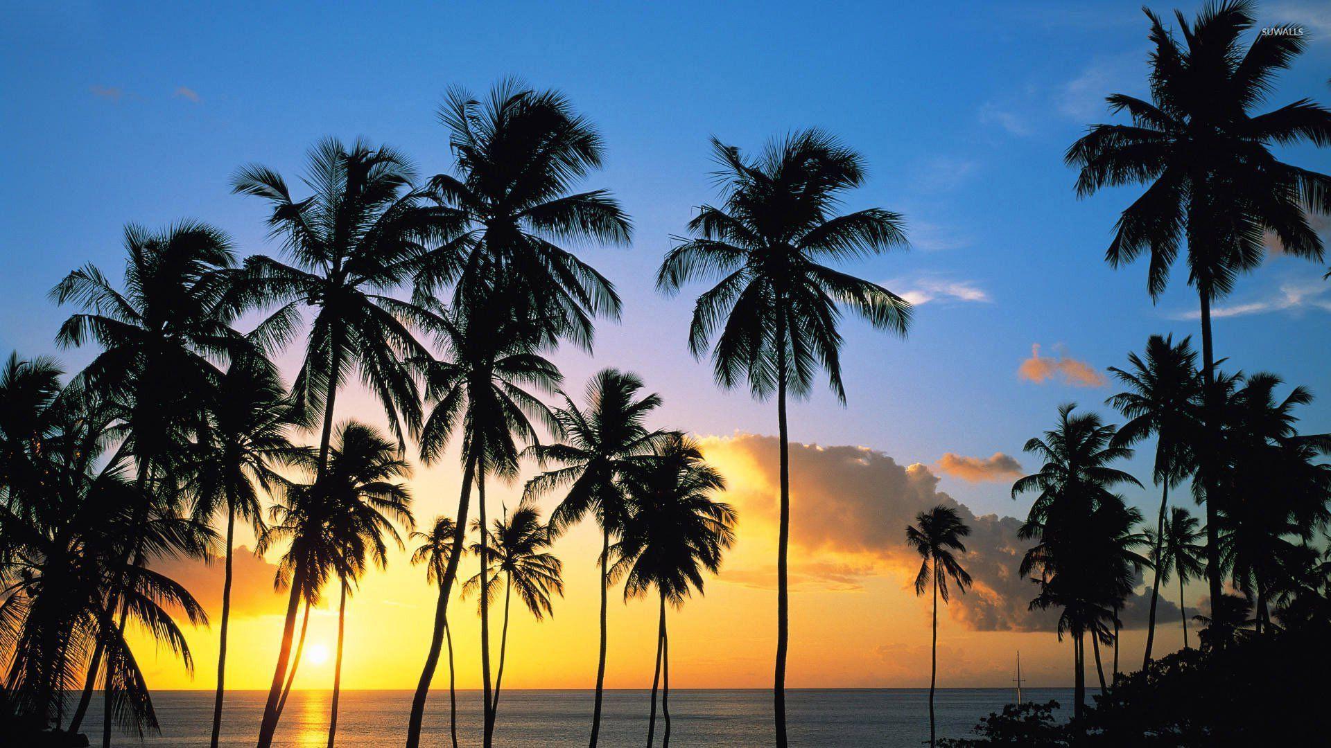 1920x1080 Palm tree silhouettes in the sunset wallpaper wallpaper
