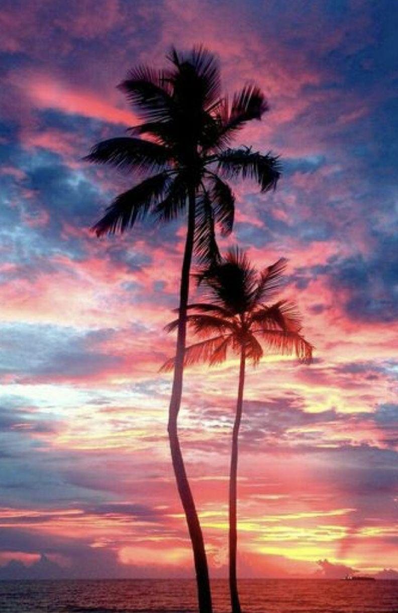 792x1220 Palm trees. Tree wallpaper iphone, Palm