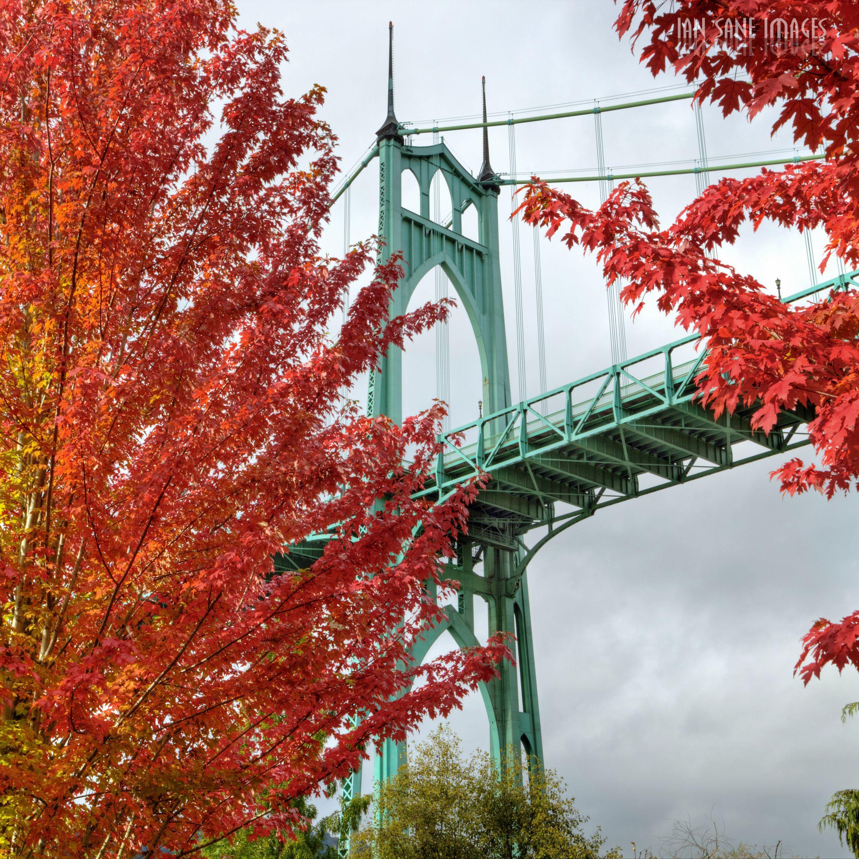 2780x2780 Download wallpaper 2780x2780 bridge, trees, bright, autumn