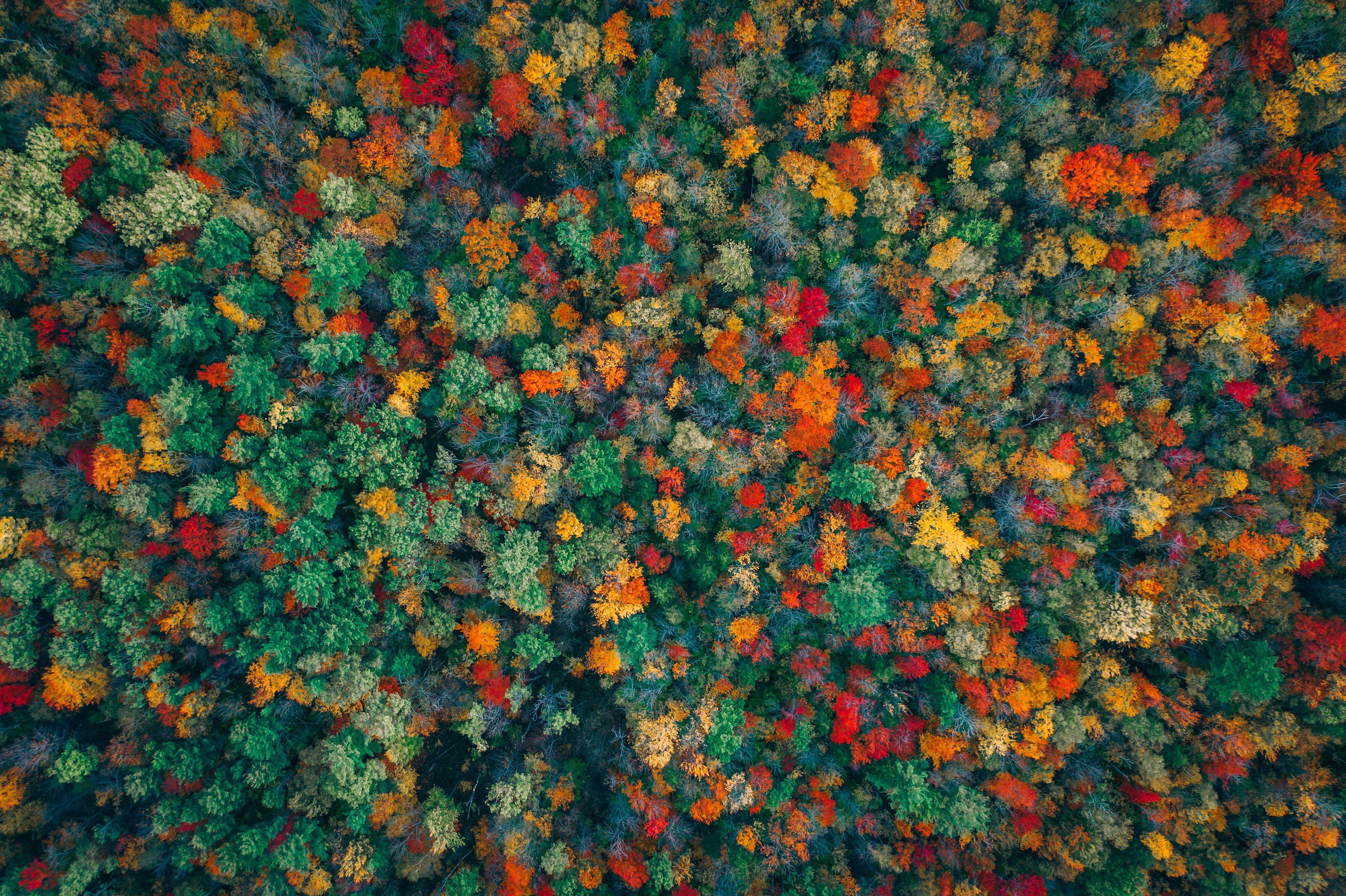 3603x2400 Wallpaper Autumn forest, Aerial view, Colorful, 4K, Nature