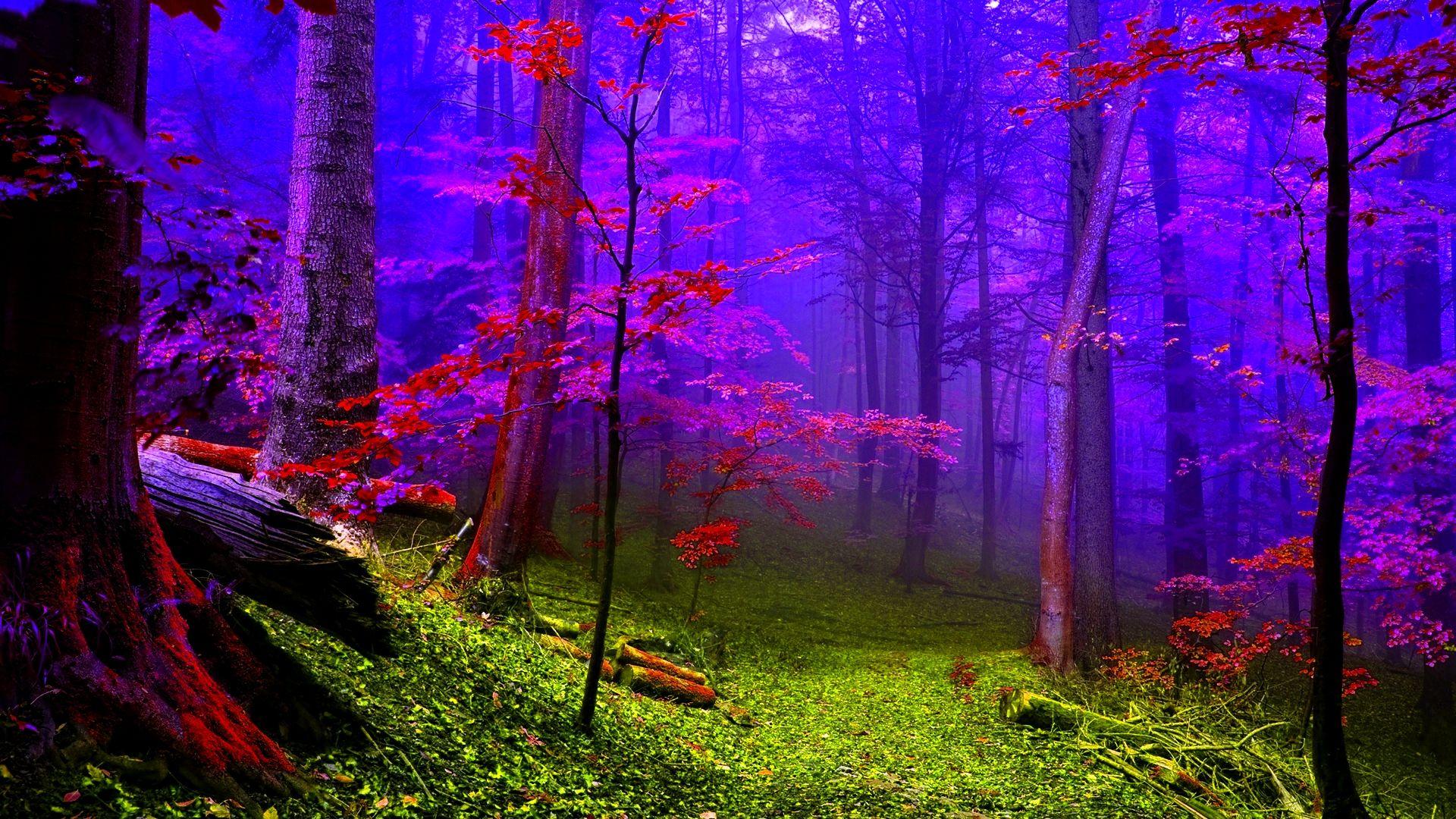 Colorful Forest Wallpapers - Top Free Colorful Forest Backgrounds
