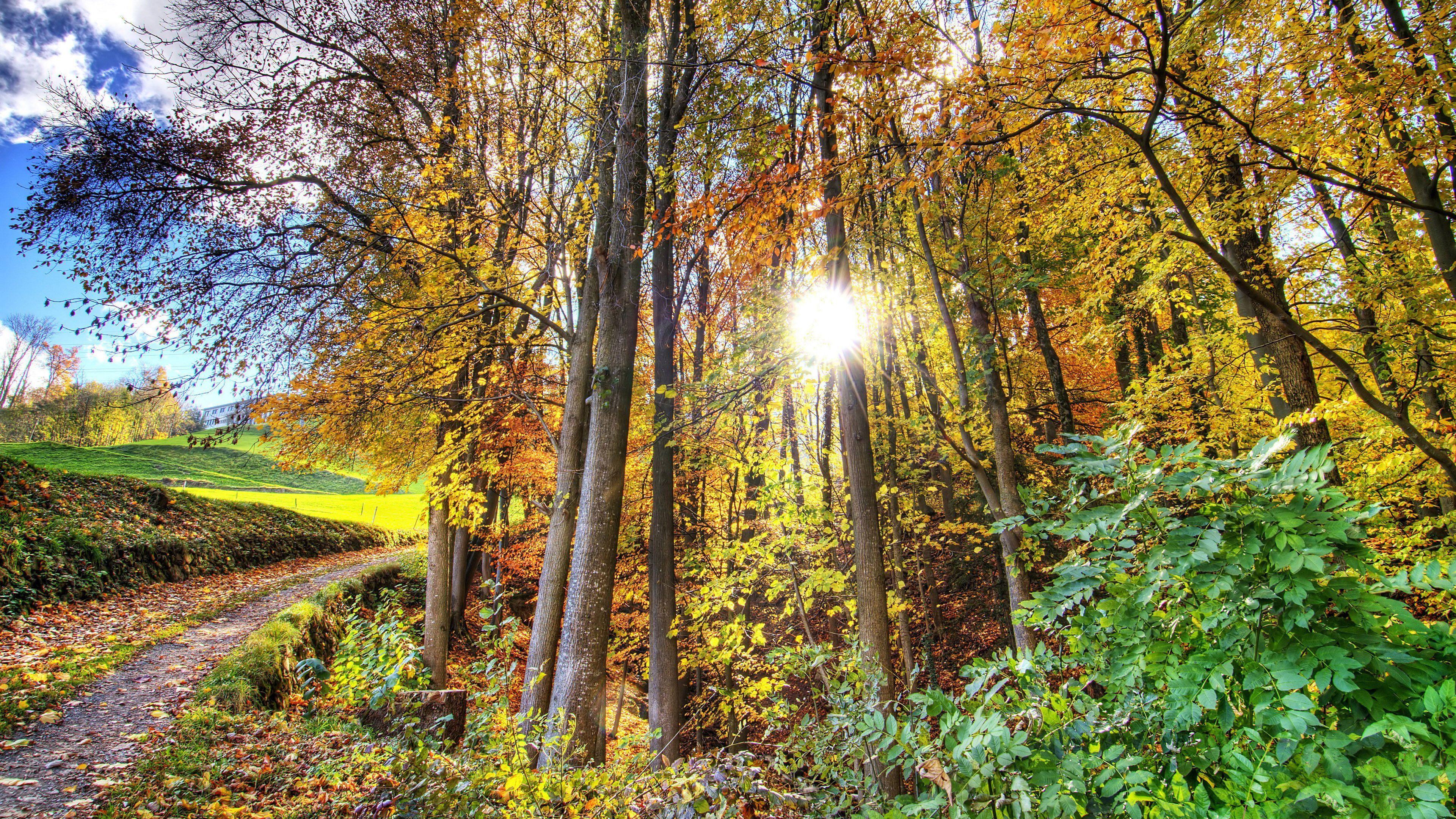 3840x2160 autumn, Forest, Jungle, Trees, Sunshine, Sunrise, Clearsky, Nature