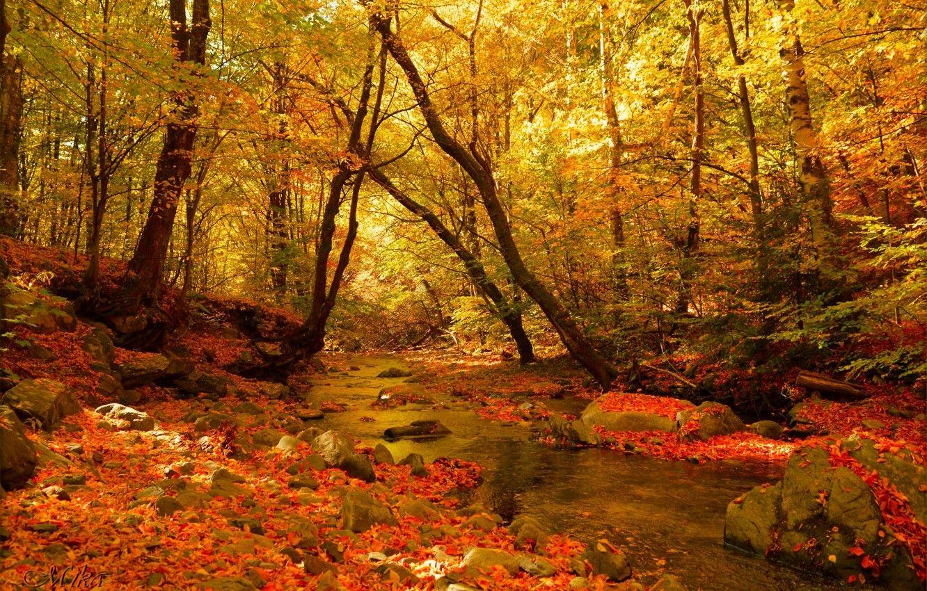 Fall Autumn Forest Wallpapers - Top Free Fall Autumn Forest Backgrounds ...