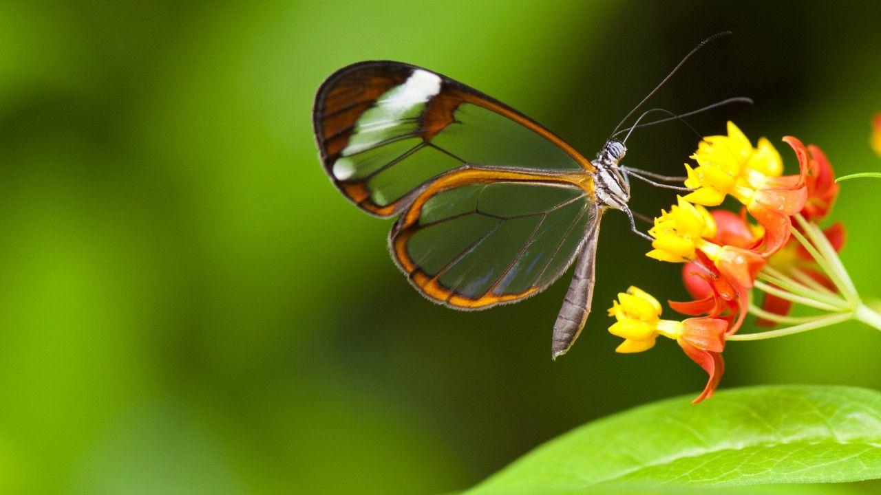1280x720 Wallpaper Butterfly, 5k, 4k Wallpaper, Insects, Flowers