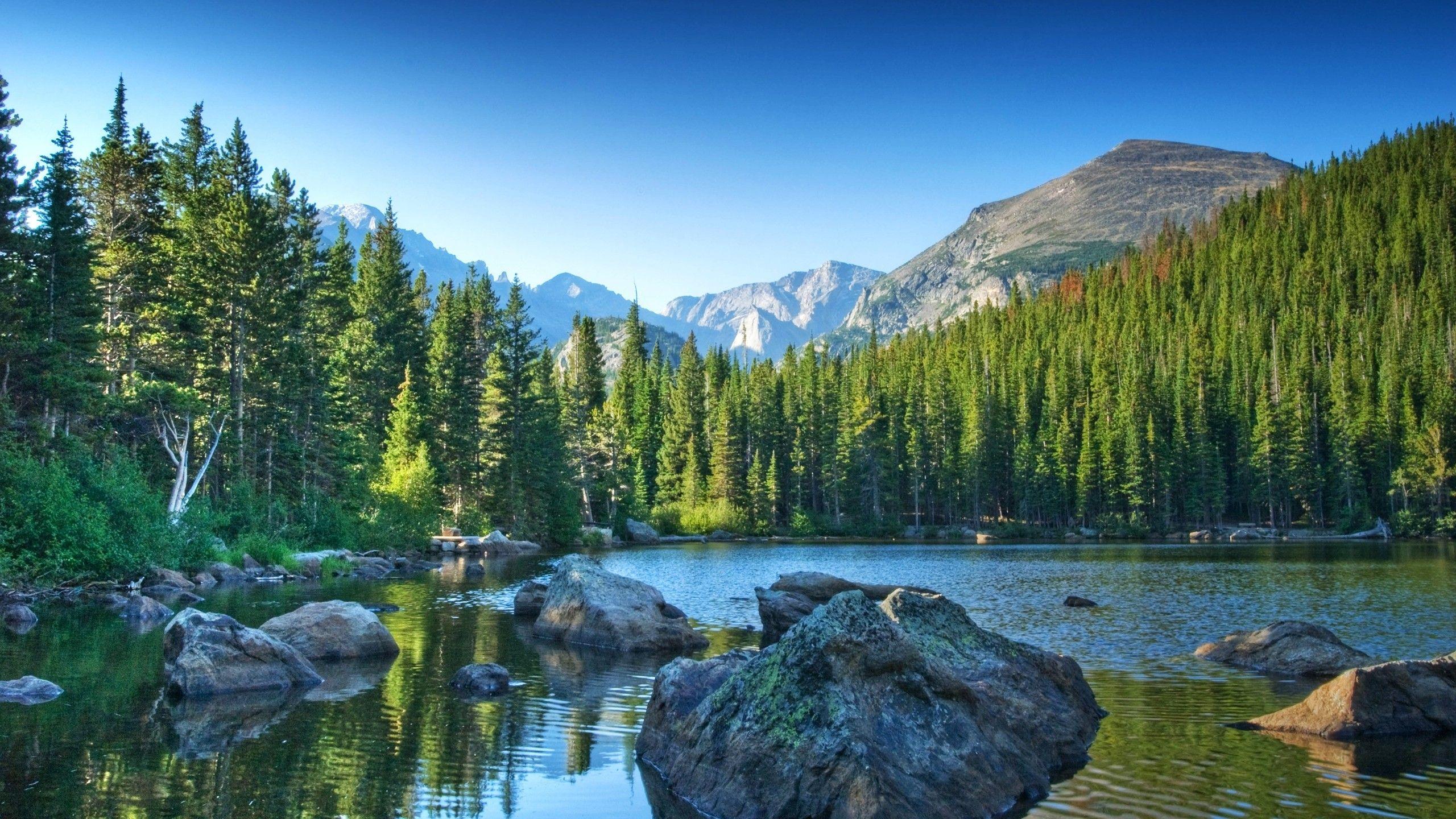 2560x1440 water, landscapes, nature, trees, forests, summer, stones