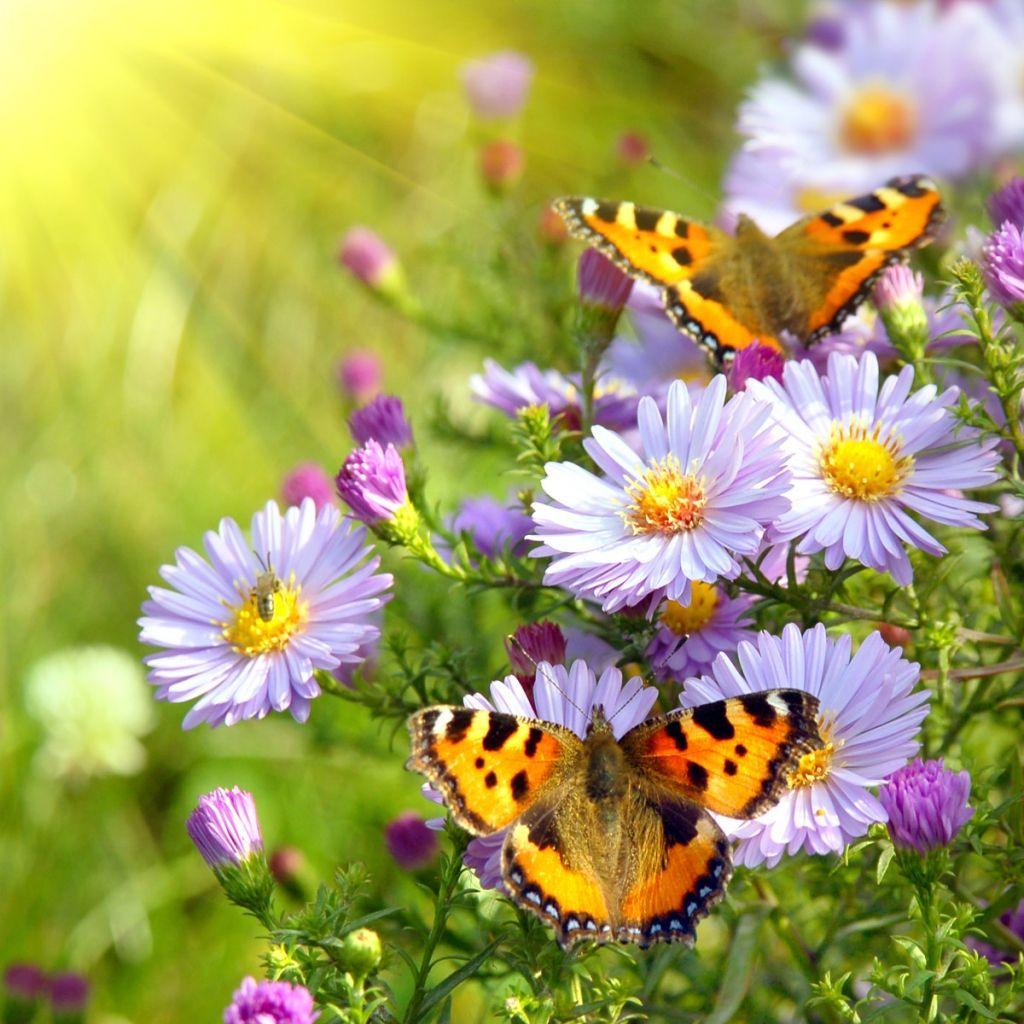 1024x1024 Butterfly Wallpaper With Flowers In HD Wallpaper