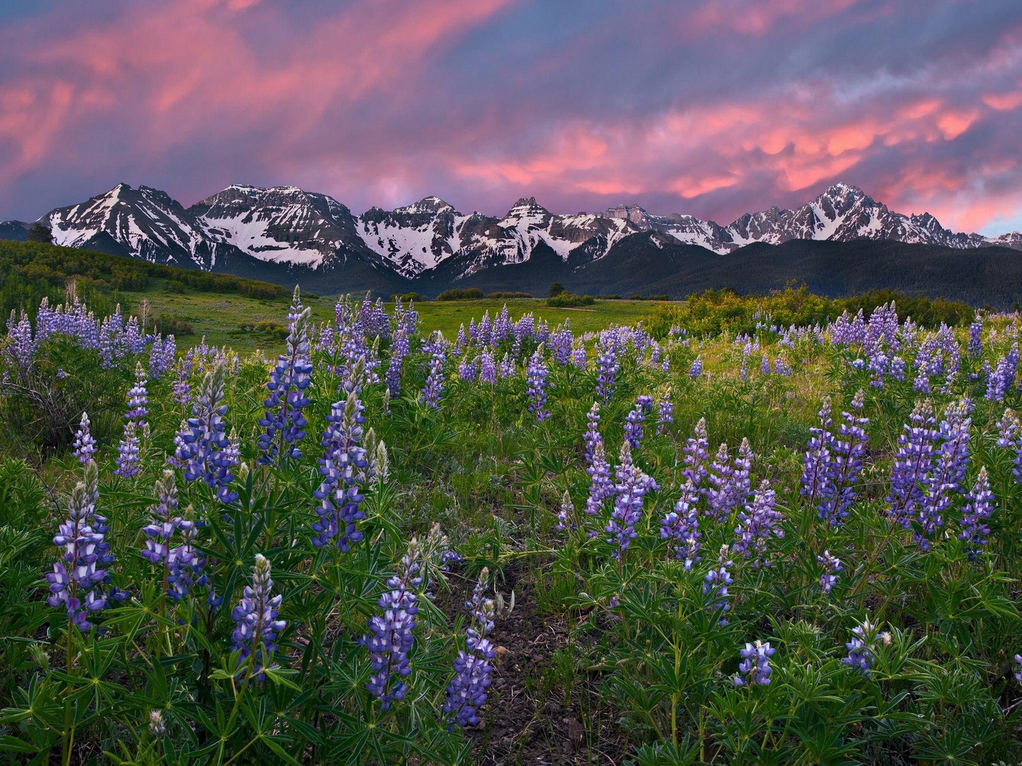 2048x1536 Purple wildflowers growing with the San Juan mountains in