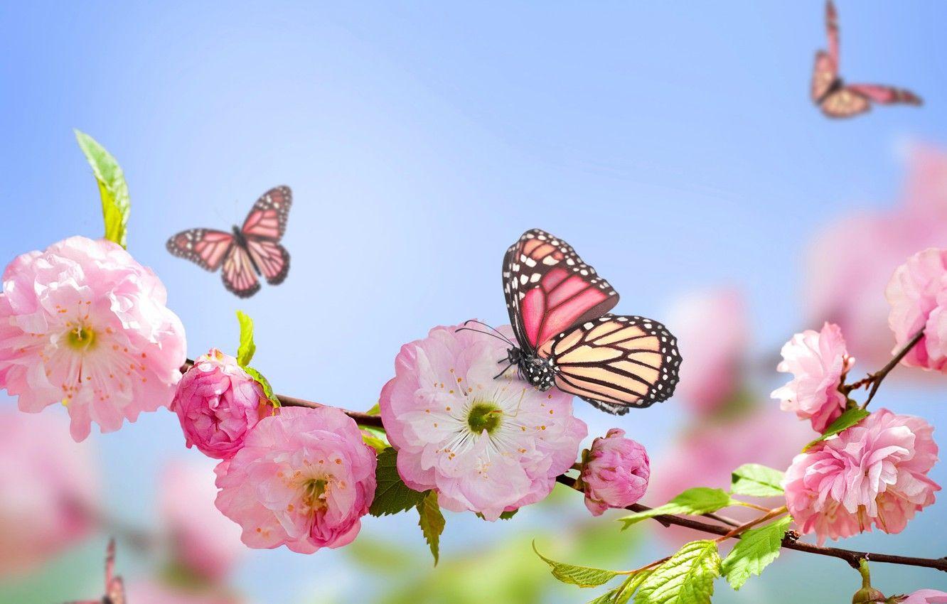 1332x850 Wallpaper butterfly, pink, spring, flowering, sky, blue, pink