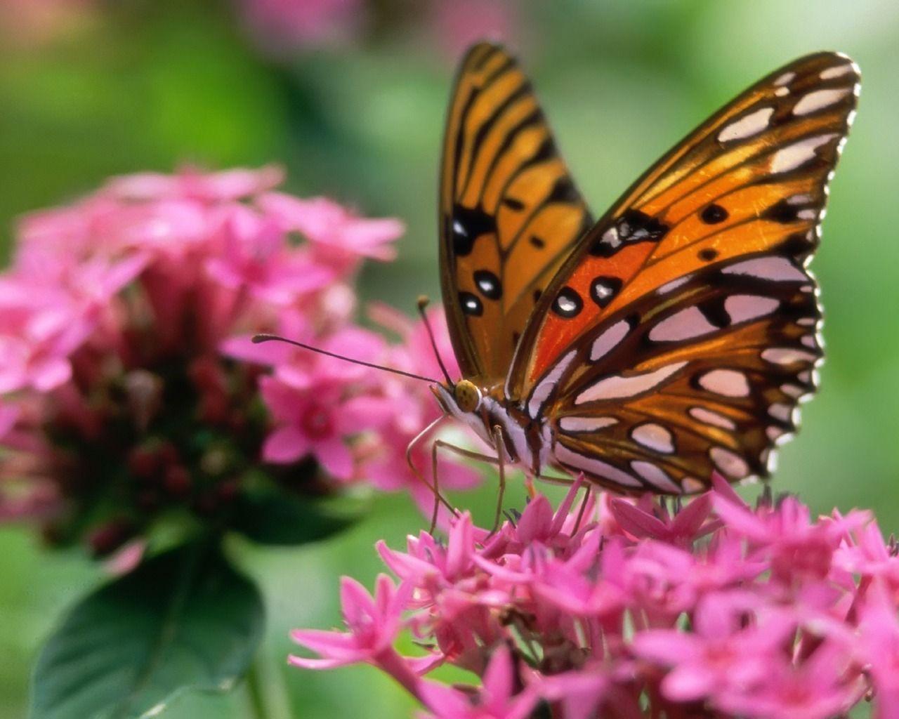 1280x1024 Butterfly on a pink flower Wallpaper Butterflies Animals