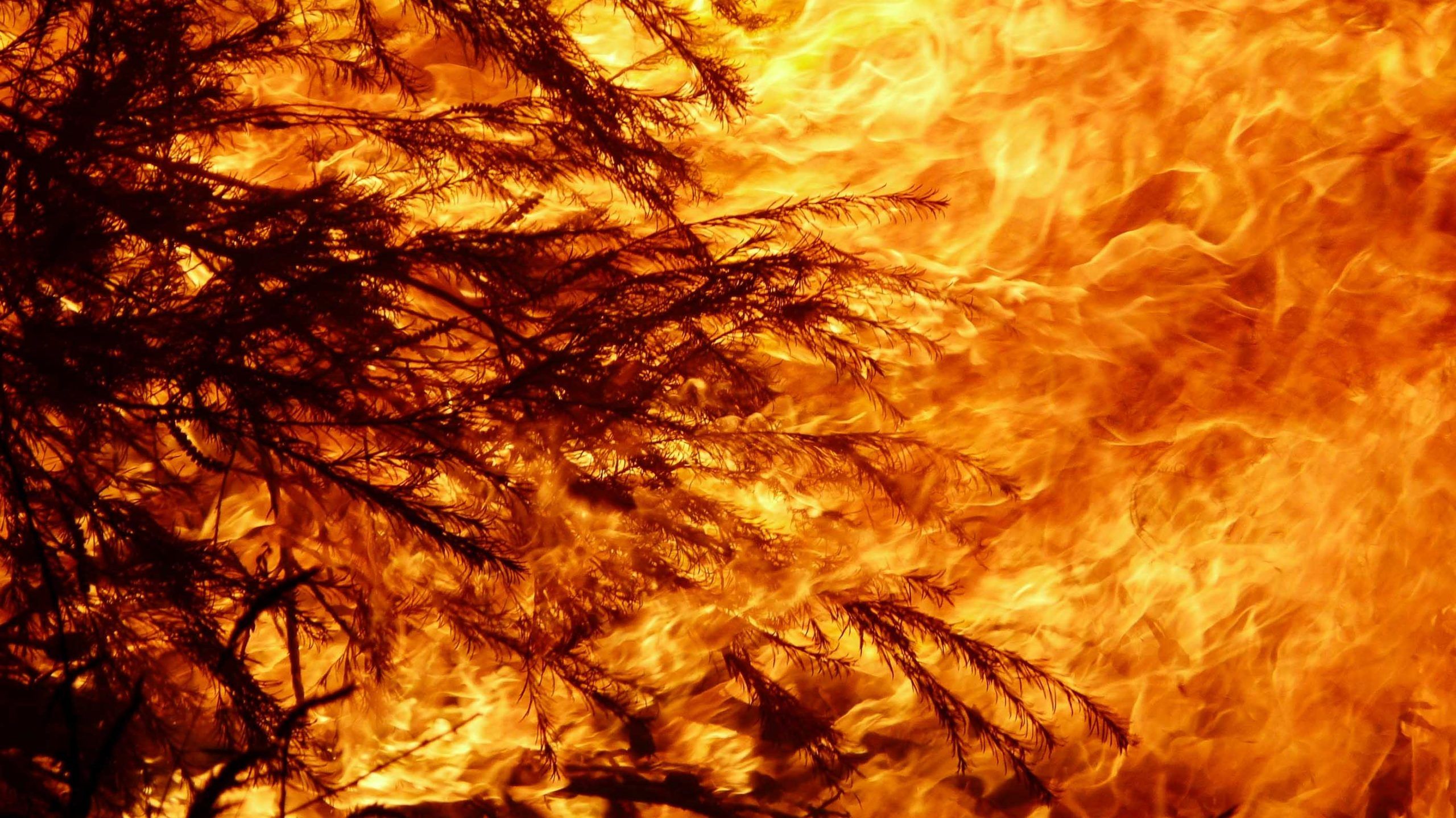 2560x1440 How does Australia move on from these bushfires?