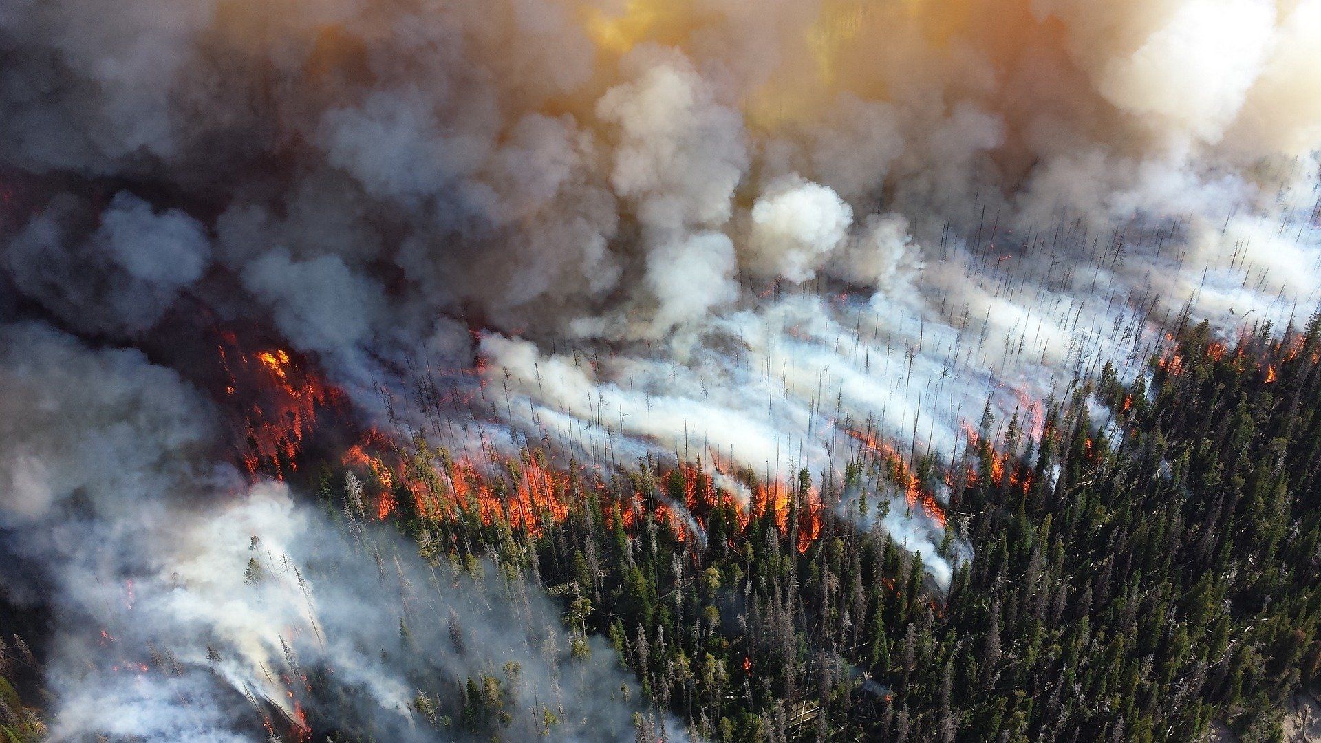 1920x1080 Bushfires burned a fifth of Australia's forest: study
