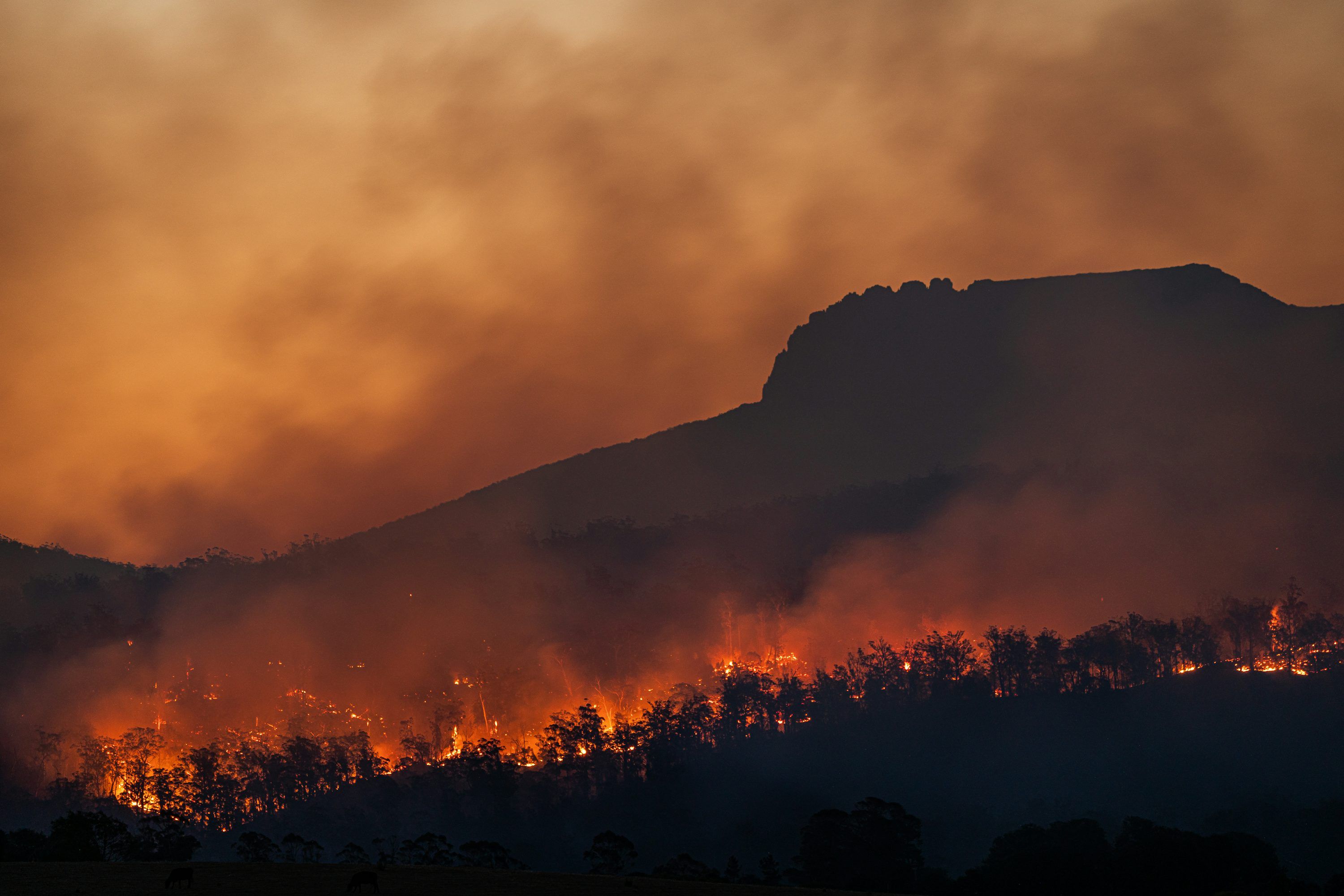 3000x2001 Forest Fire Picture [HD]. Download Free Image
