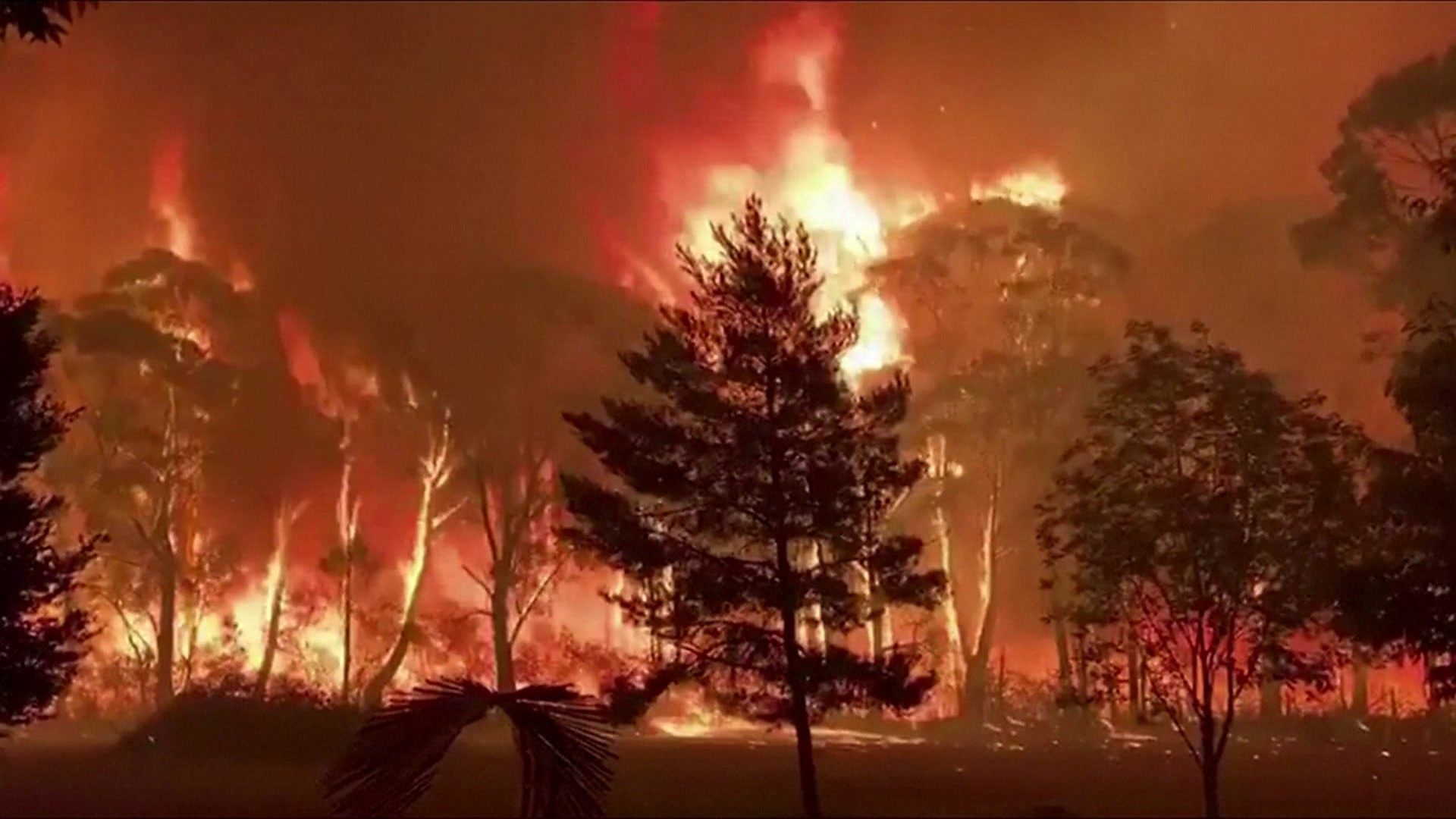 1920x1080 Australia bushfires: Footage shows fire 'crowning' across treetops