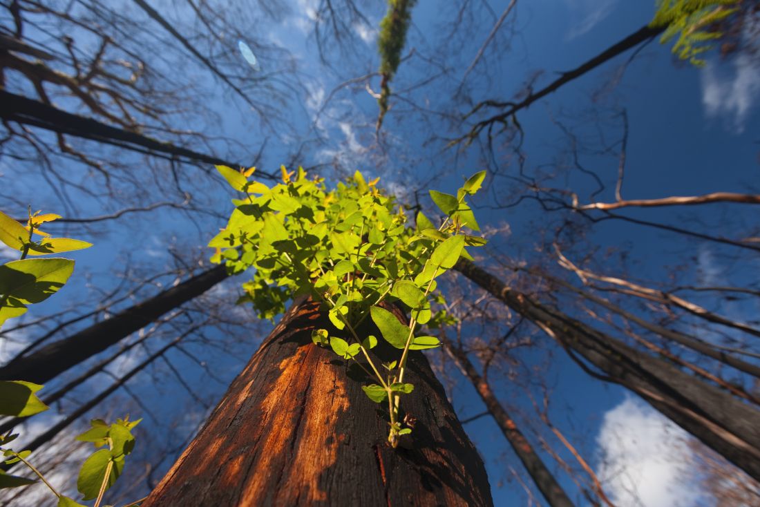 1100x734 Bushfire recovery
