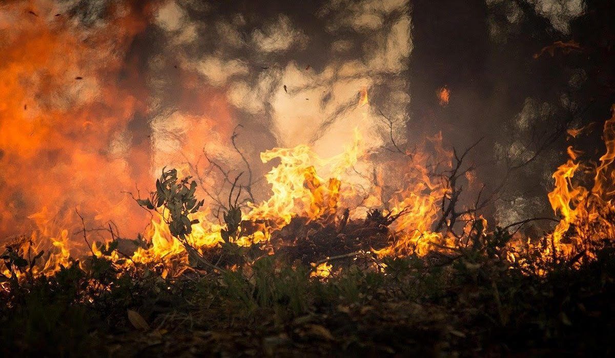 1200x700 Through the Smoke: Miracle Stories From the Australian Bushfires Daily Declaration