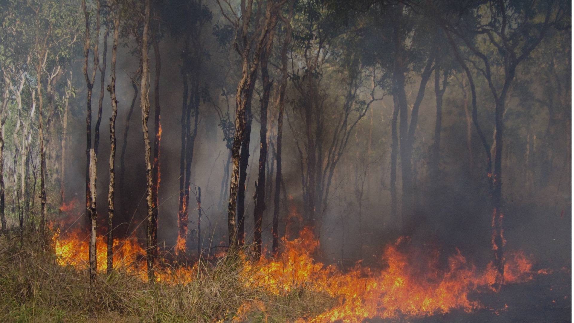 1920x1080 LSU SRP Researchers Awarded Grant to Study How Bushfire Smoke Harms Health