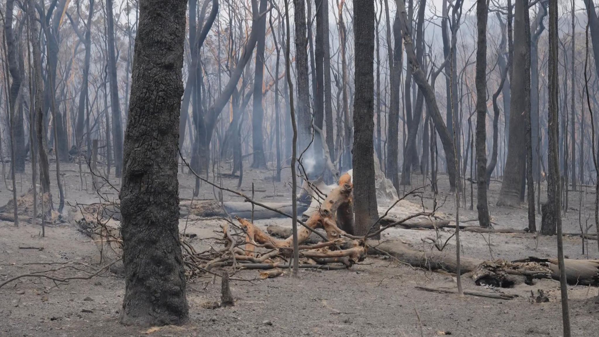 2048x1152 Australia Bushfires: 'A Charred, Moon Like Landscape Everywhere'