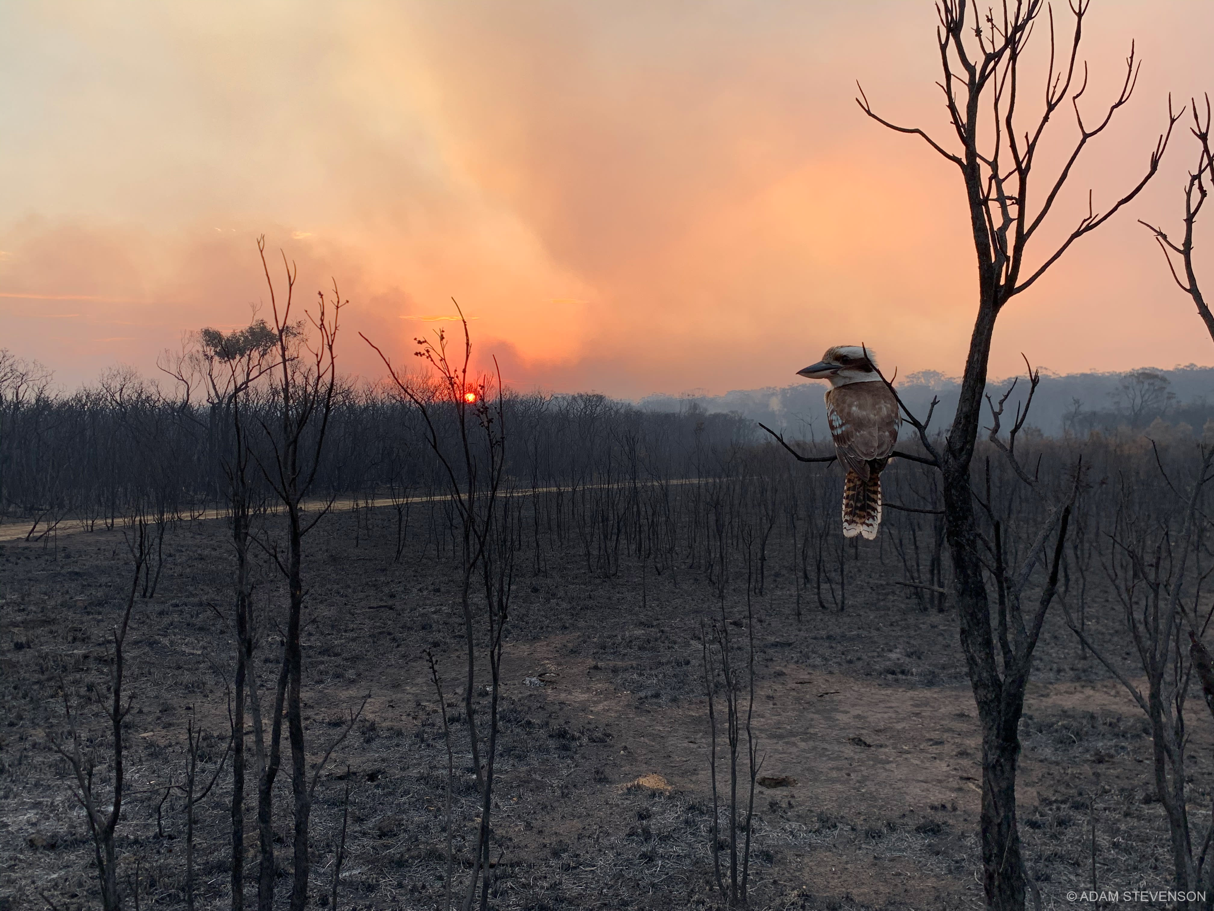 4032x3024 The Hidden Cost Of Australia's Bushfire Crisis Could Be Billions Australia. The Hidden Cost Of Australia's Bushfire Crisis Could Be Billions