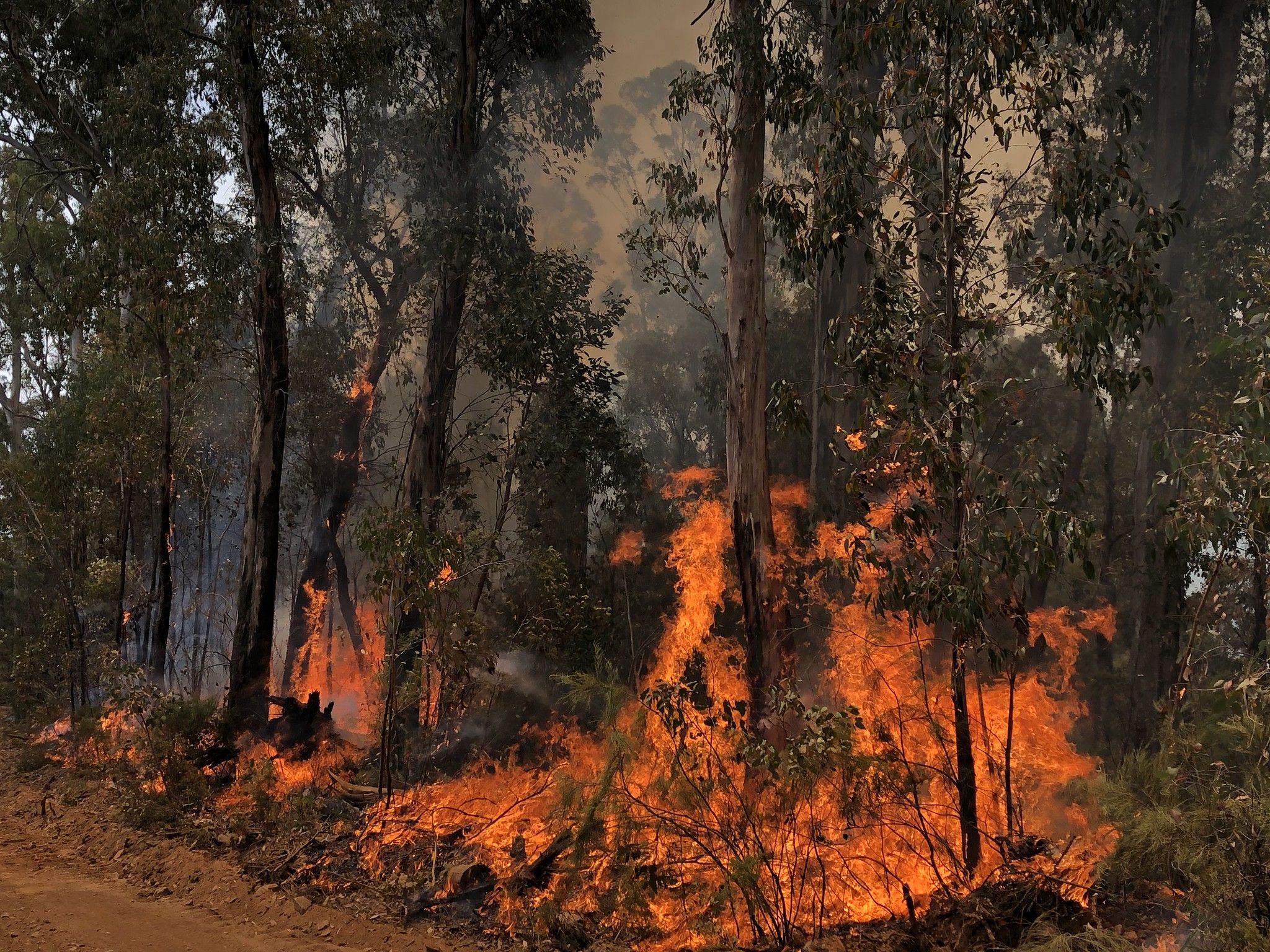 2048x1536 Why Australia's Raging Fires Felt Different This Year