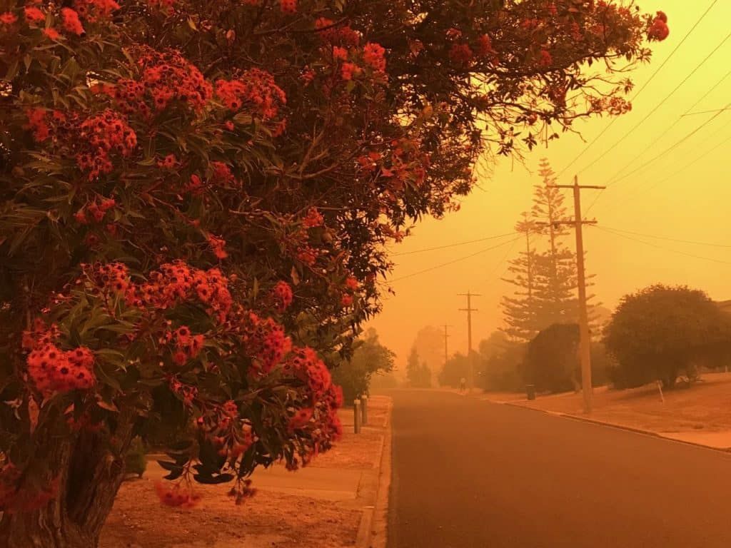 1024x768 Radical Hope: Bushfire Resources for a La Niña Year